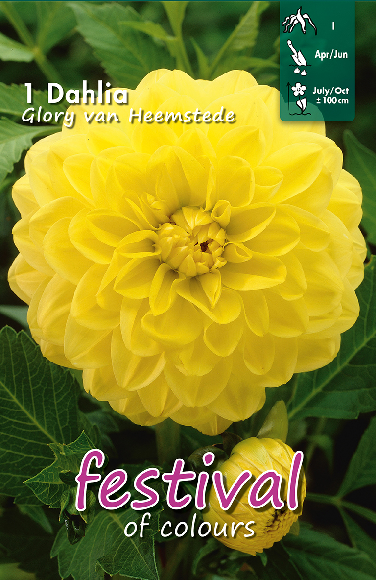 Dahlias Camélias GLORY VAN HEEMSTEDE