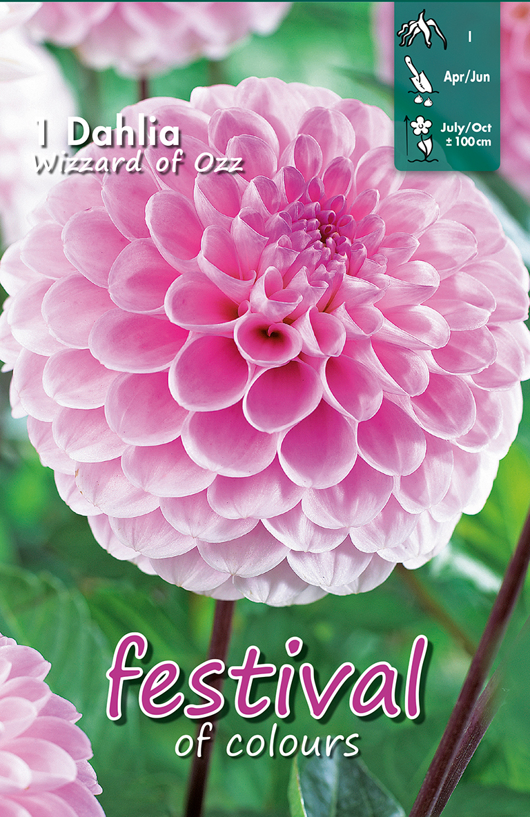 Dahlia Wizard of Oz