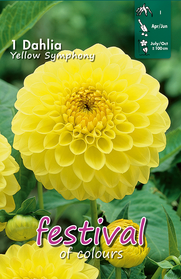 Dahlia Boules YELLOW SYMPHONY