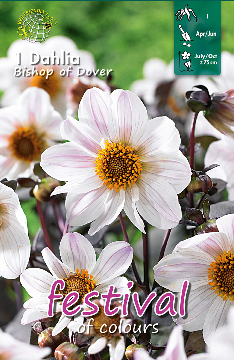 Dahlia Bishop of Dover