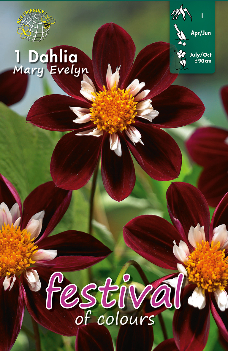 Dahlia Mary Evelyn