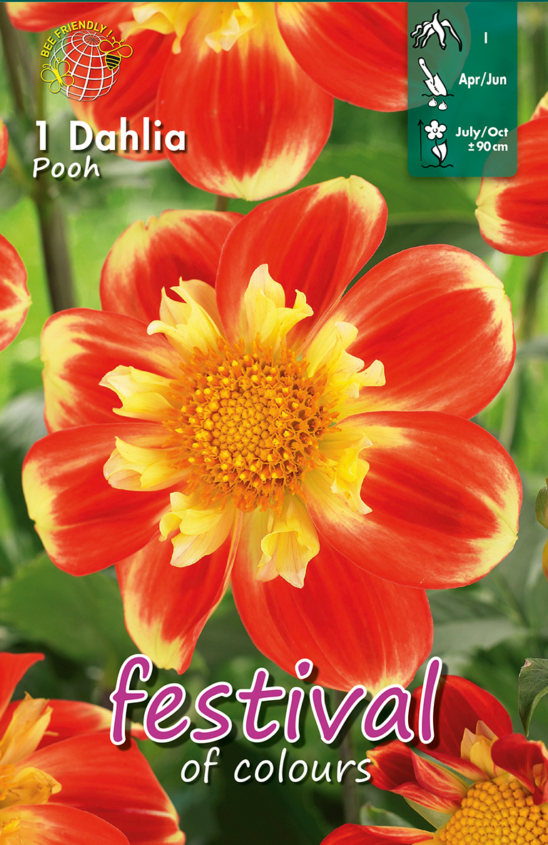 Dahlia Pooh