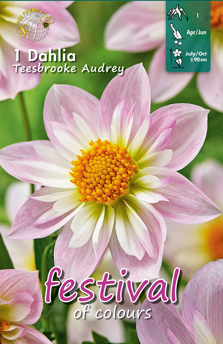 Dahlia Teesbr.Audrey