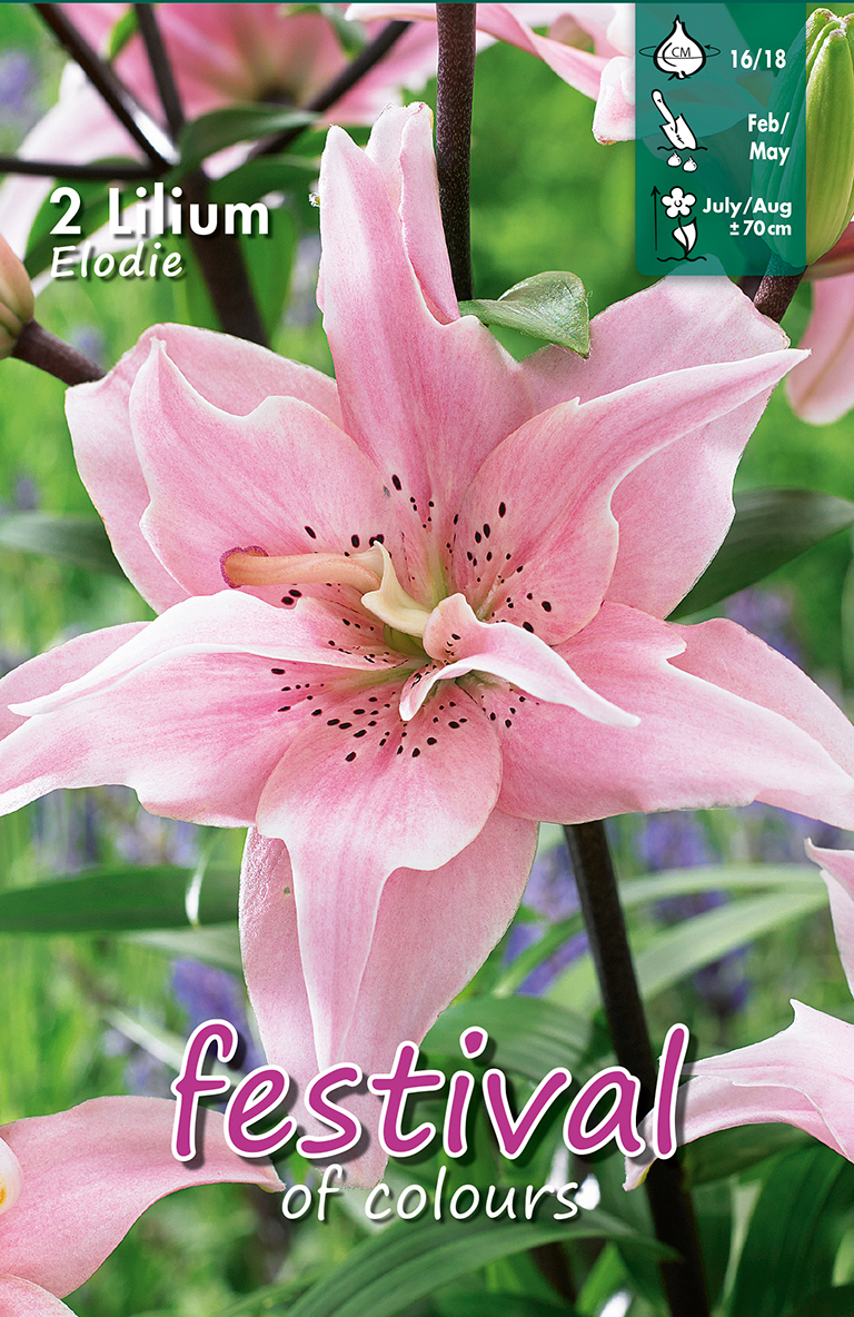 Lilium asiatique double ELODIE