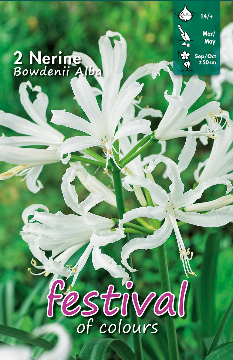 ORNITHOGALUM THYRSOIDES