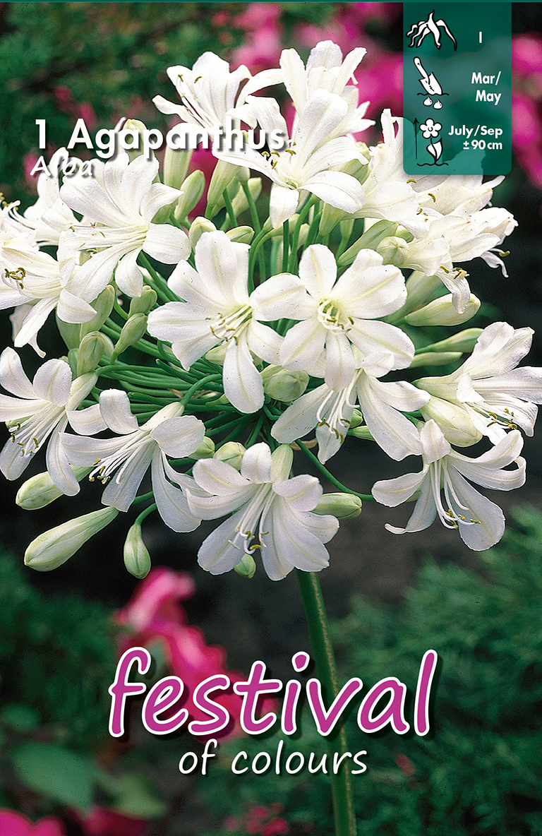AGAPANTHUS ALBA