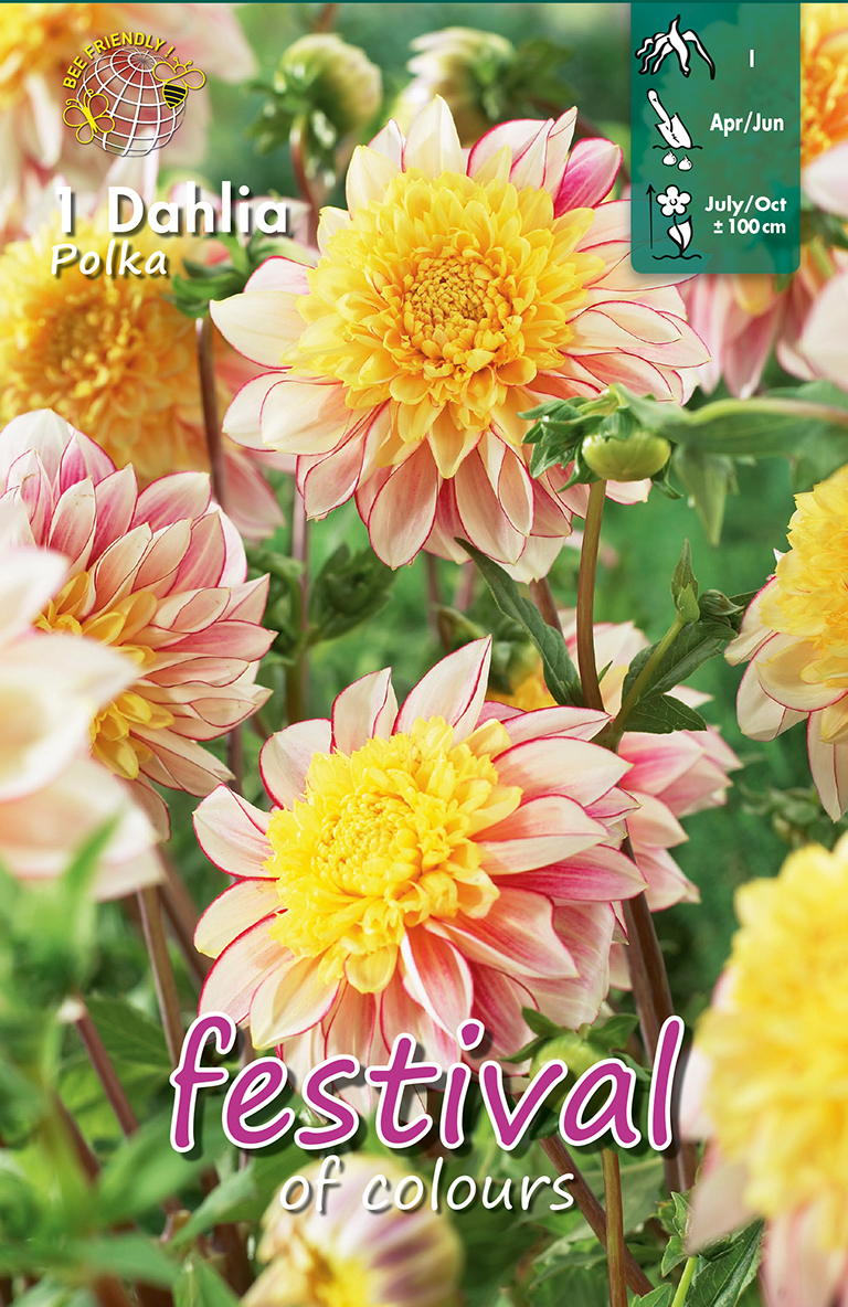 Dahlias anémone Polka