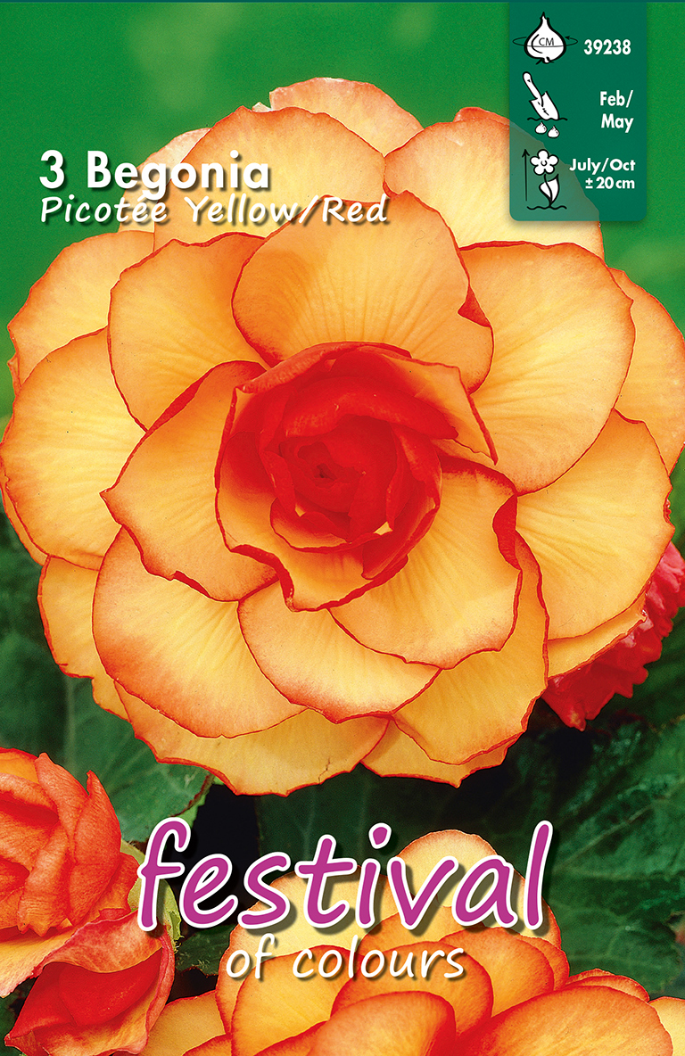 Begonia Picotee Jaune Rouge