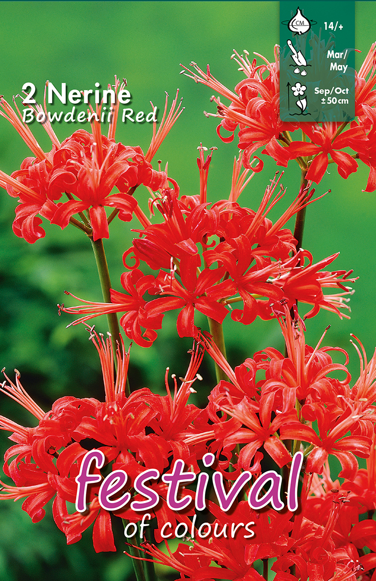 Nerine bowdeni Rouge