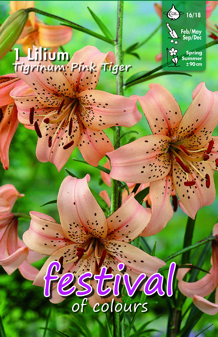 Lilium Tigrinium Pink Tiger