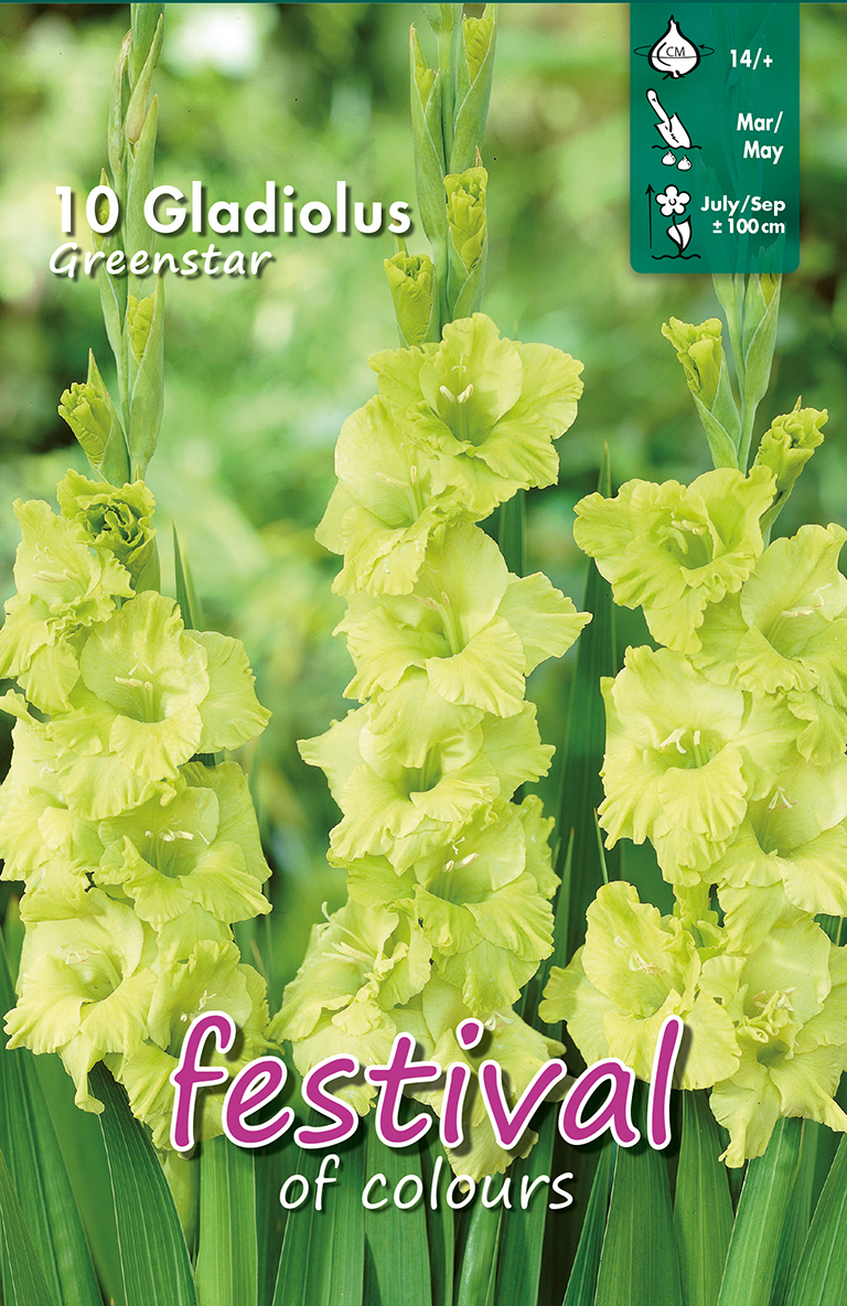 Glaïeuls Greenstar
