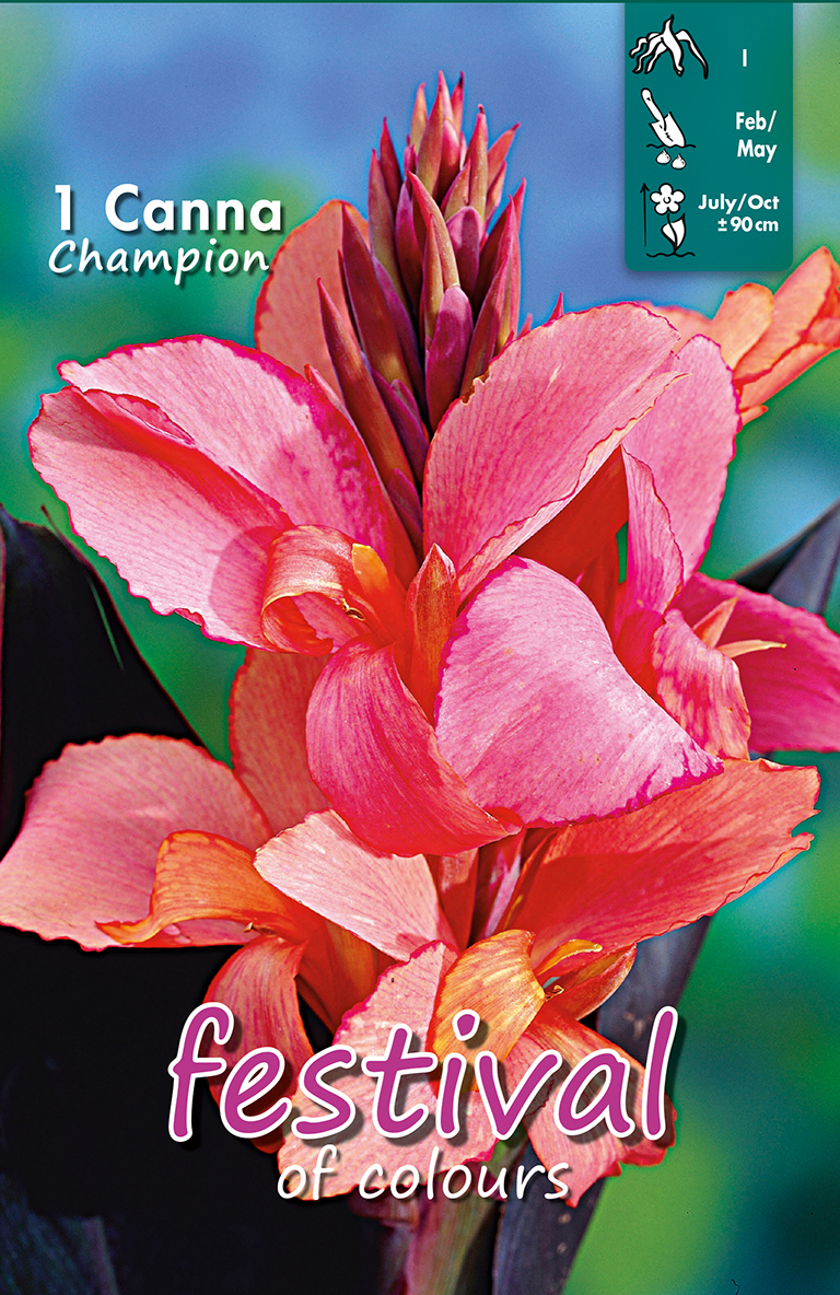Canna Champion