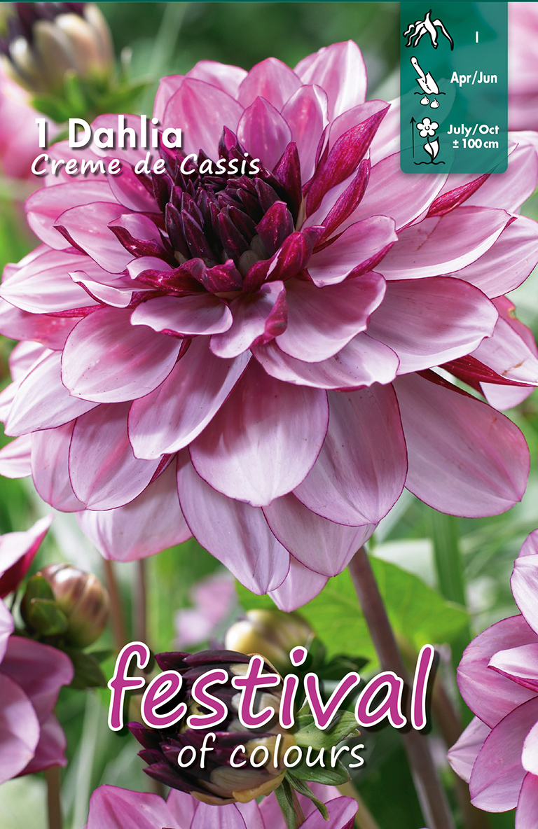 Dahlia Creme de Cassis Décoratif