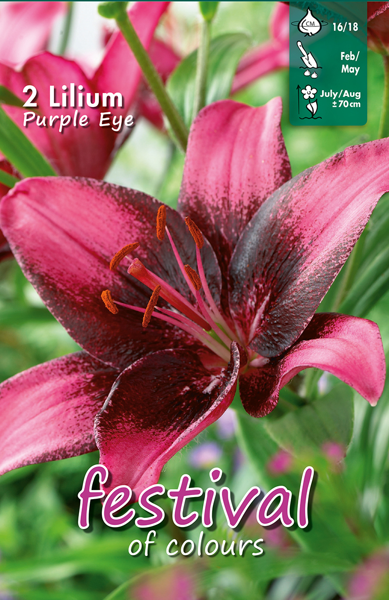 Lilium asiatique PURPLE EYE