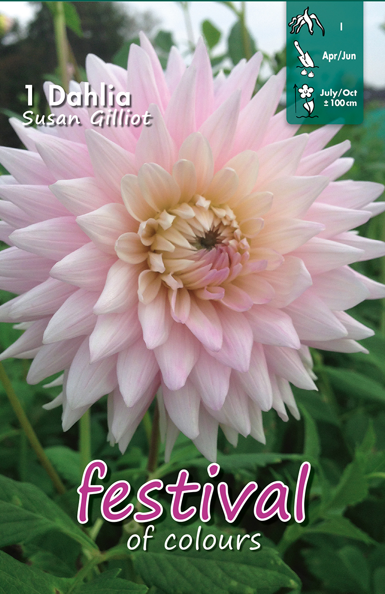 Dahlia French Cancan