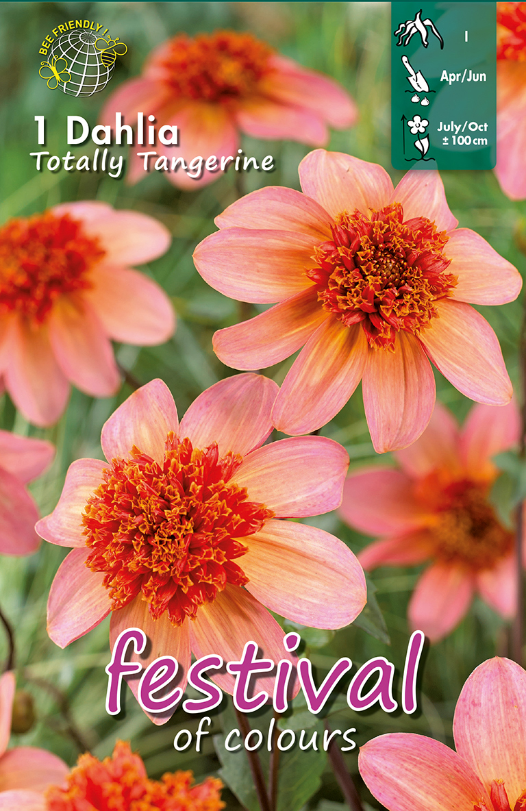 Dahlia Totally Tangerine