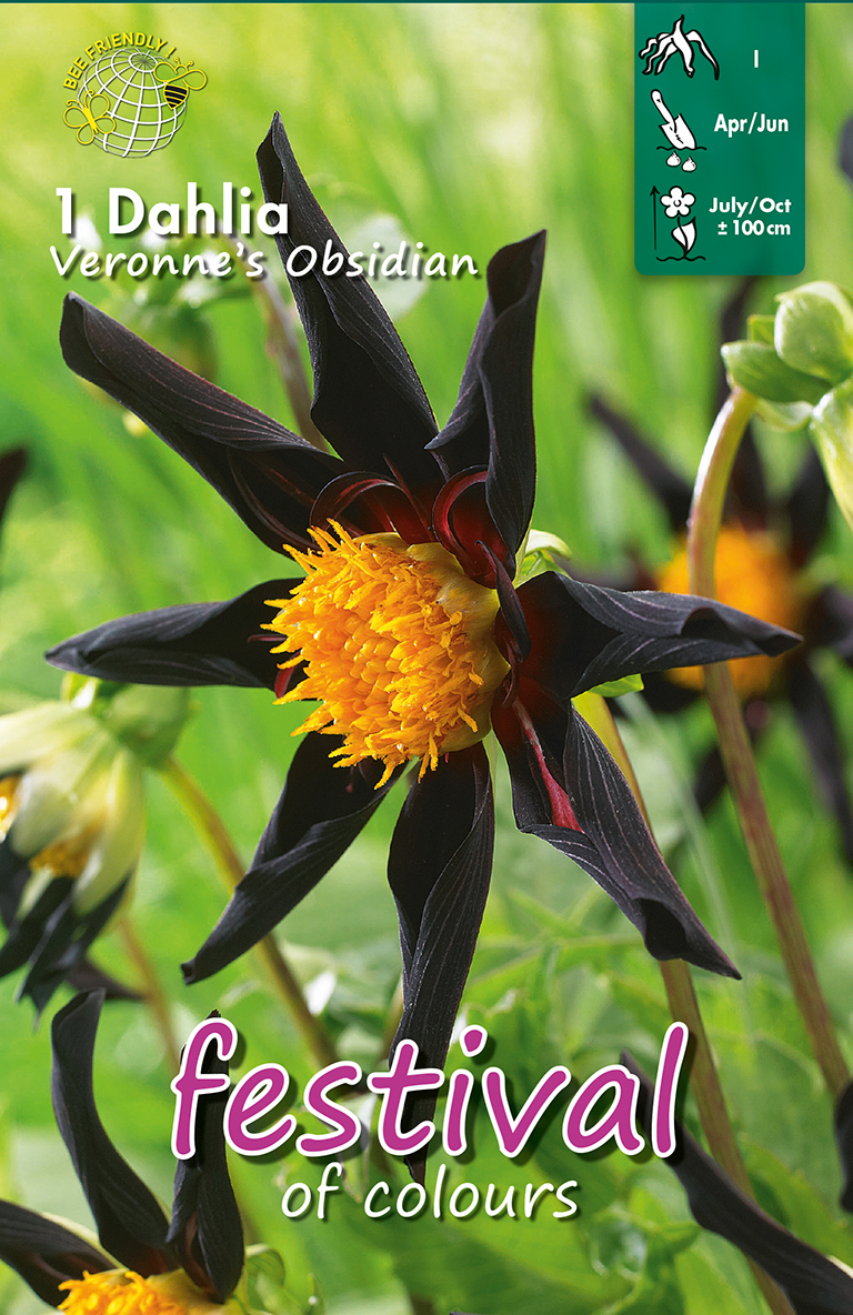 Dahlia Veronne's Obsidian Divers
