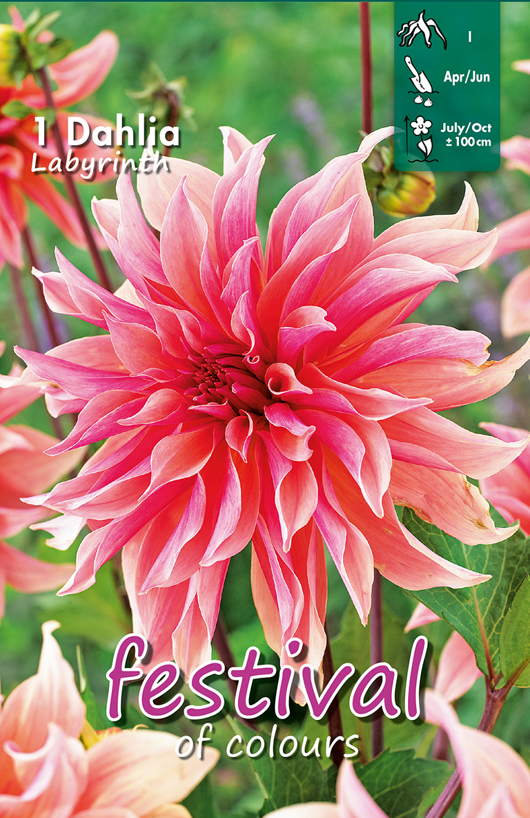 Dahlia Labyrinth Décoratif