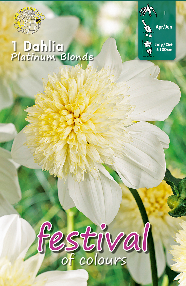 Dahlia Platinum Blonde