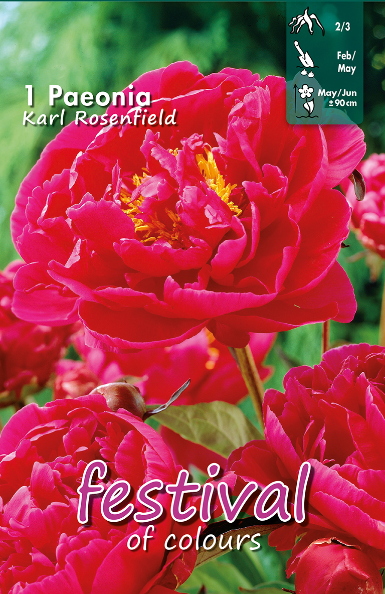 Paeonia Karl Rosenfield