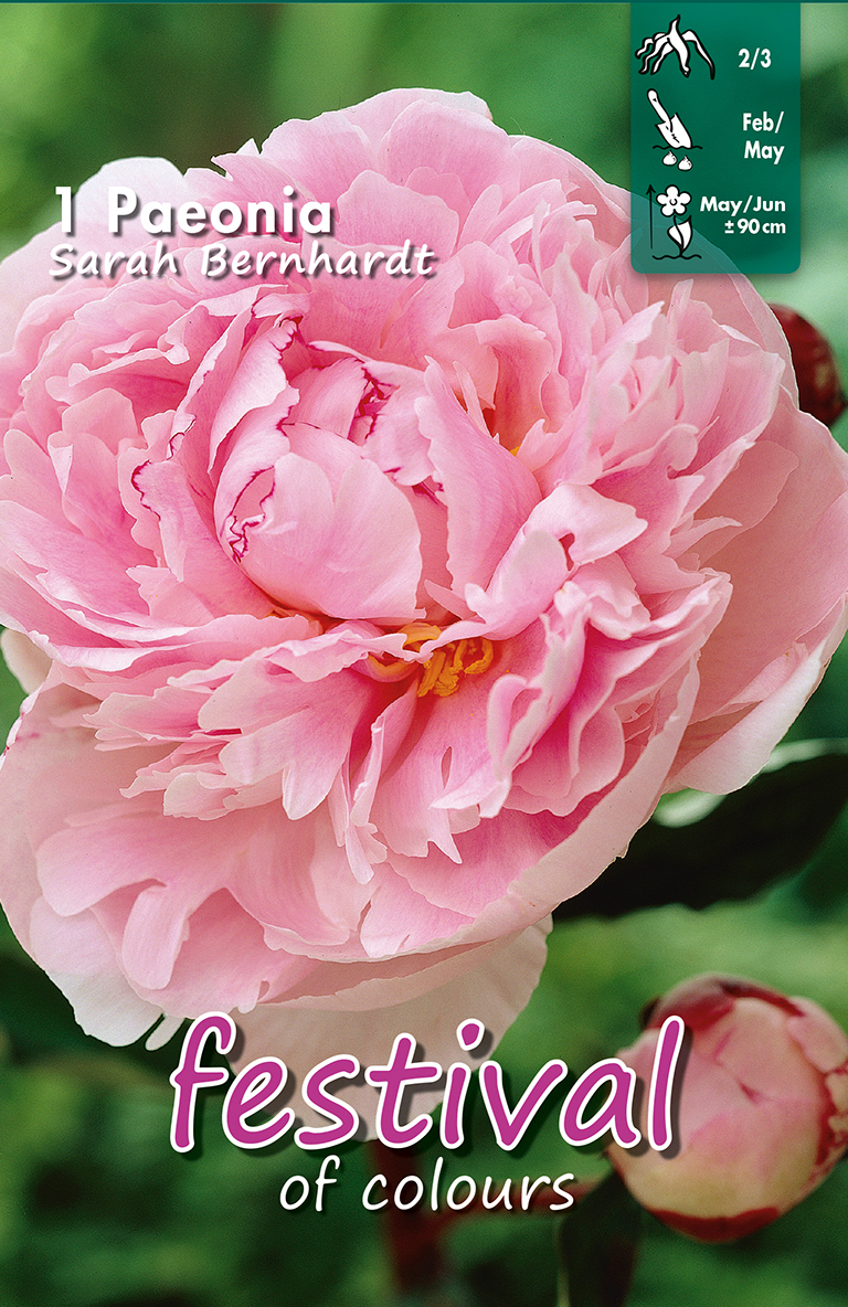 Paeonia Sarah Bernhardt