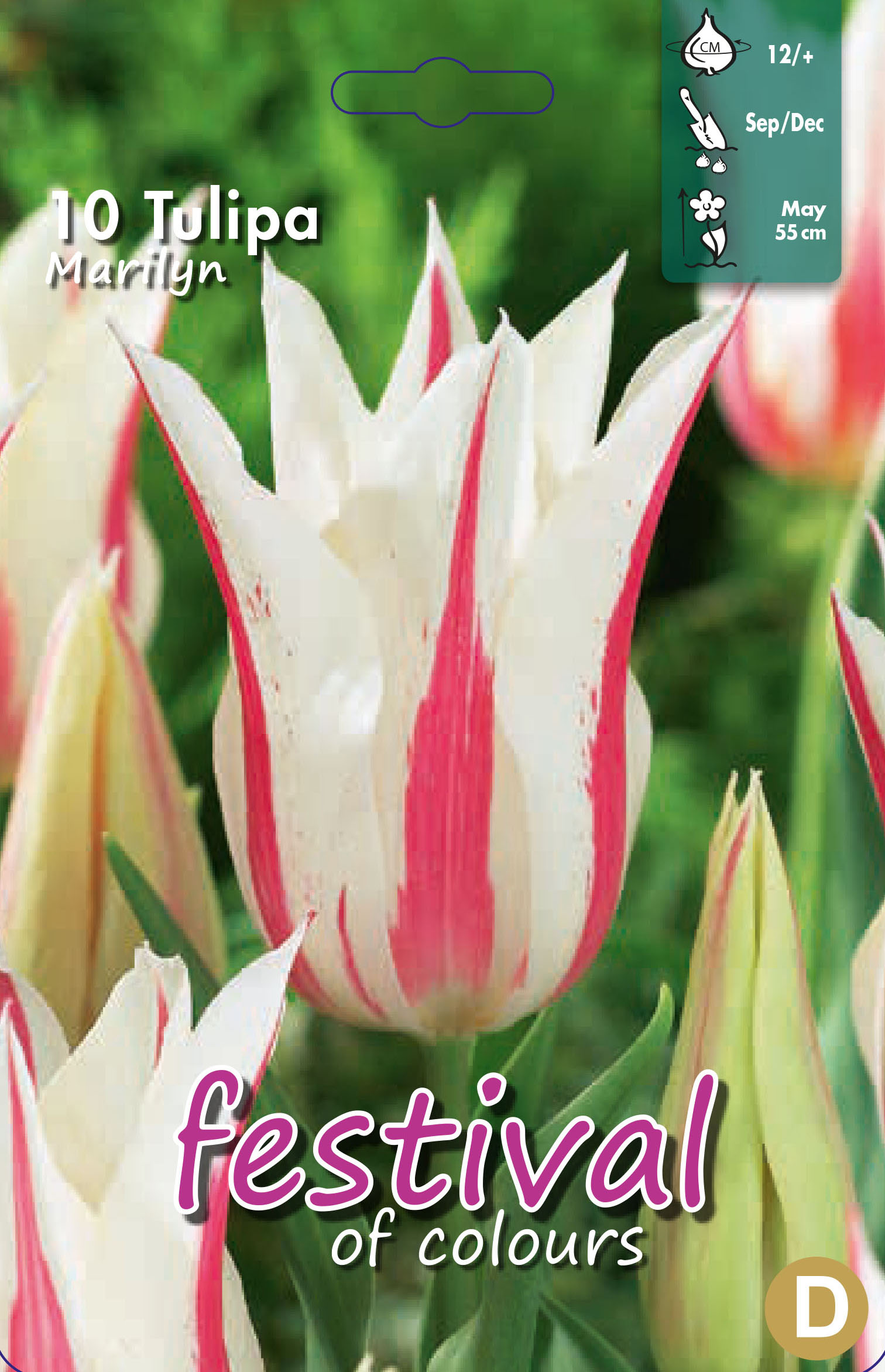 Tulipes 'Marilyn'