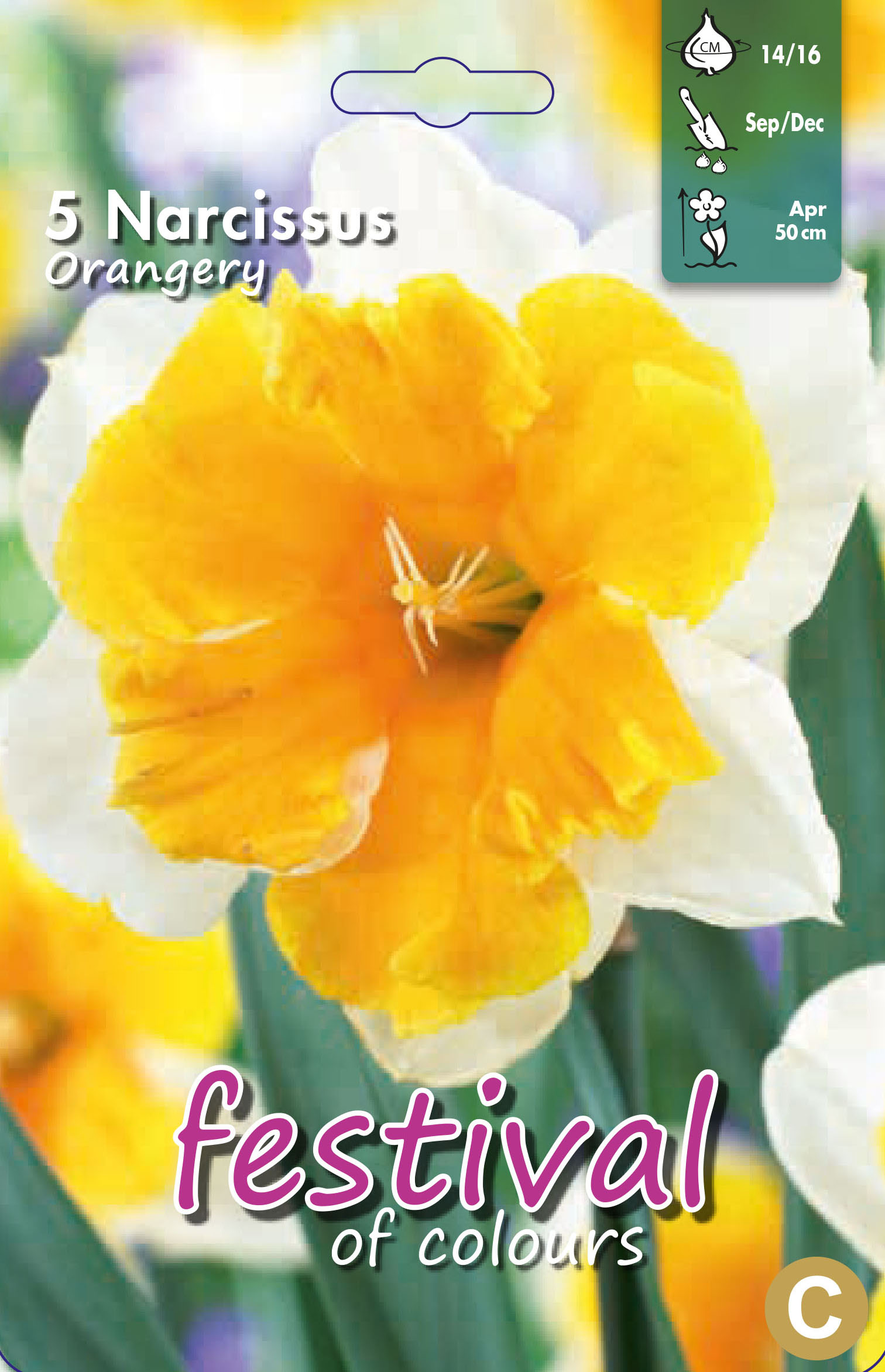 Narcissus 'Orangery'