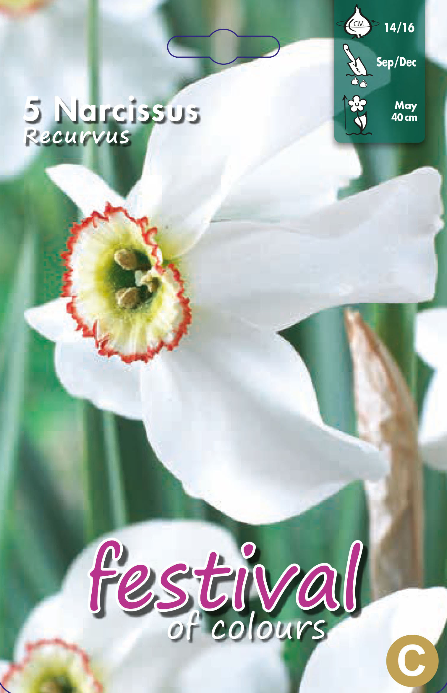 Narcissus recurvus