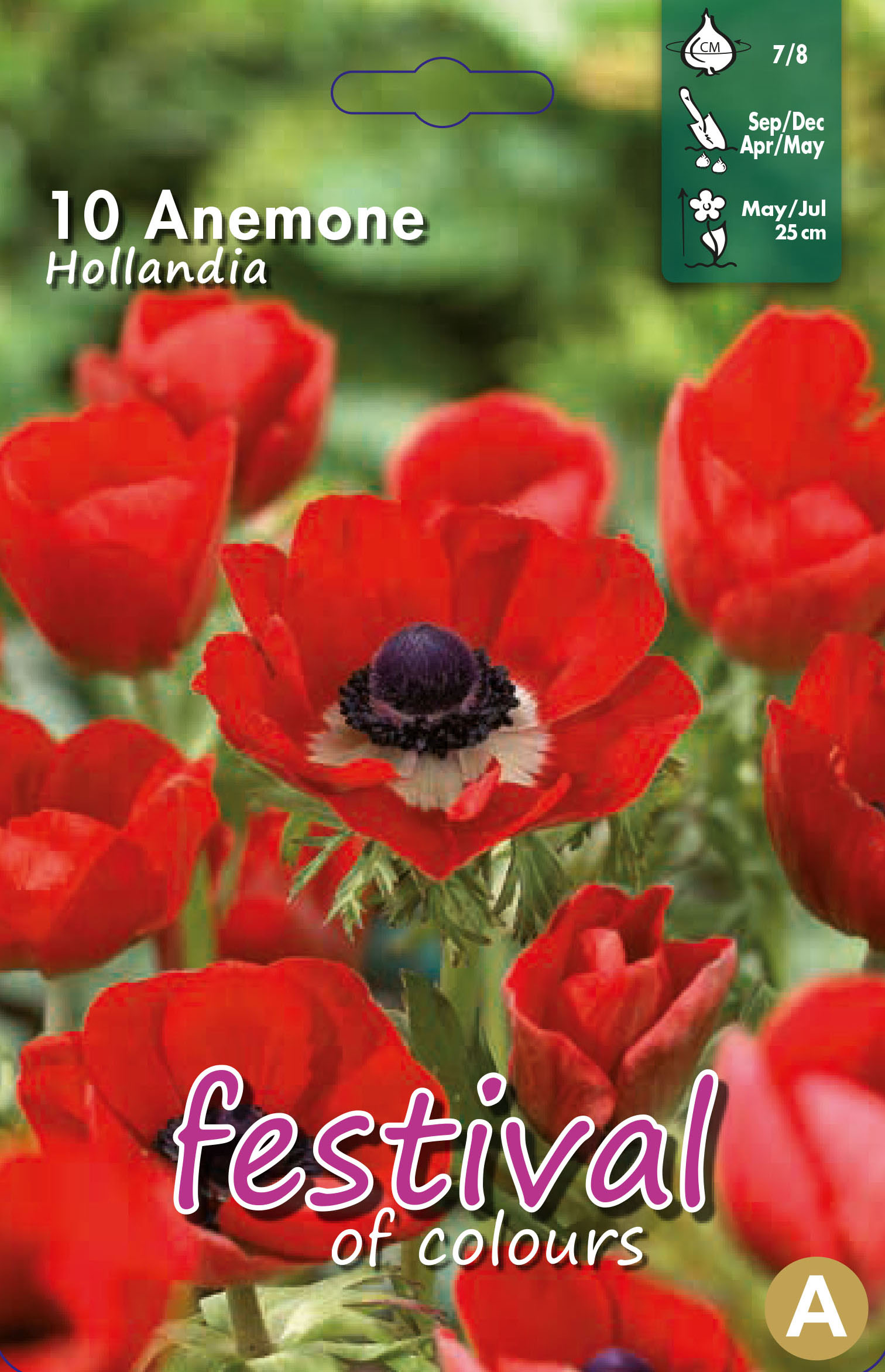 Anemone Hollandia