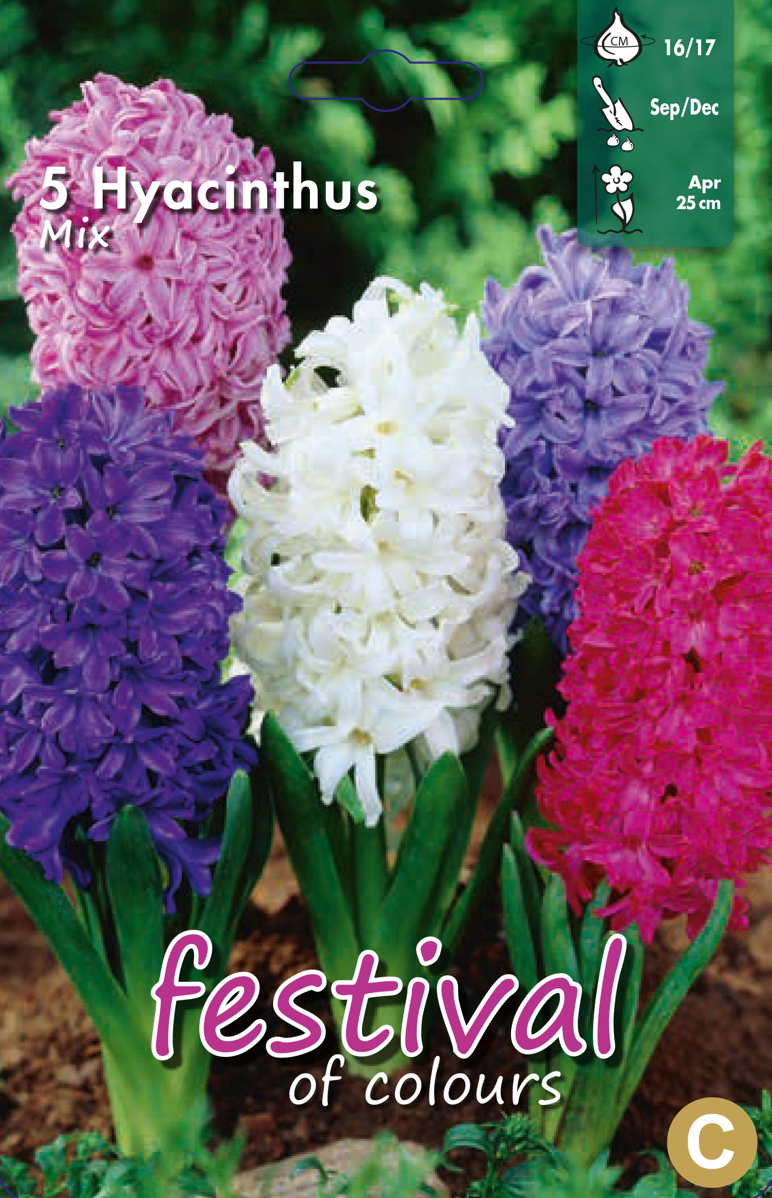 Jacinthes en mélange