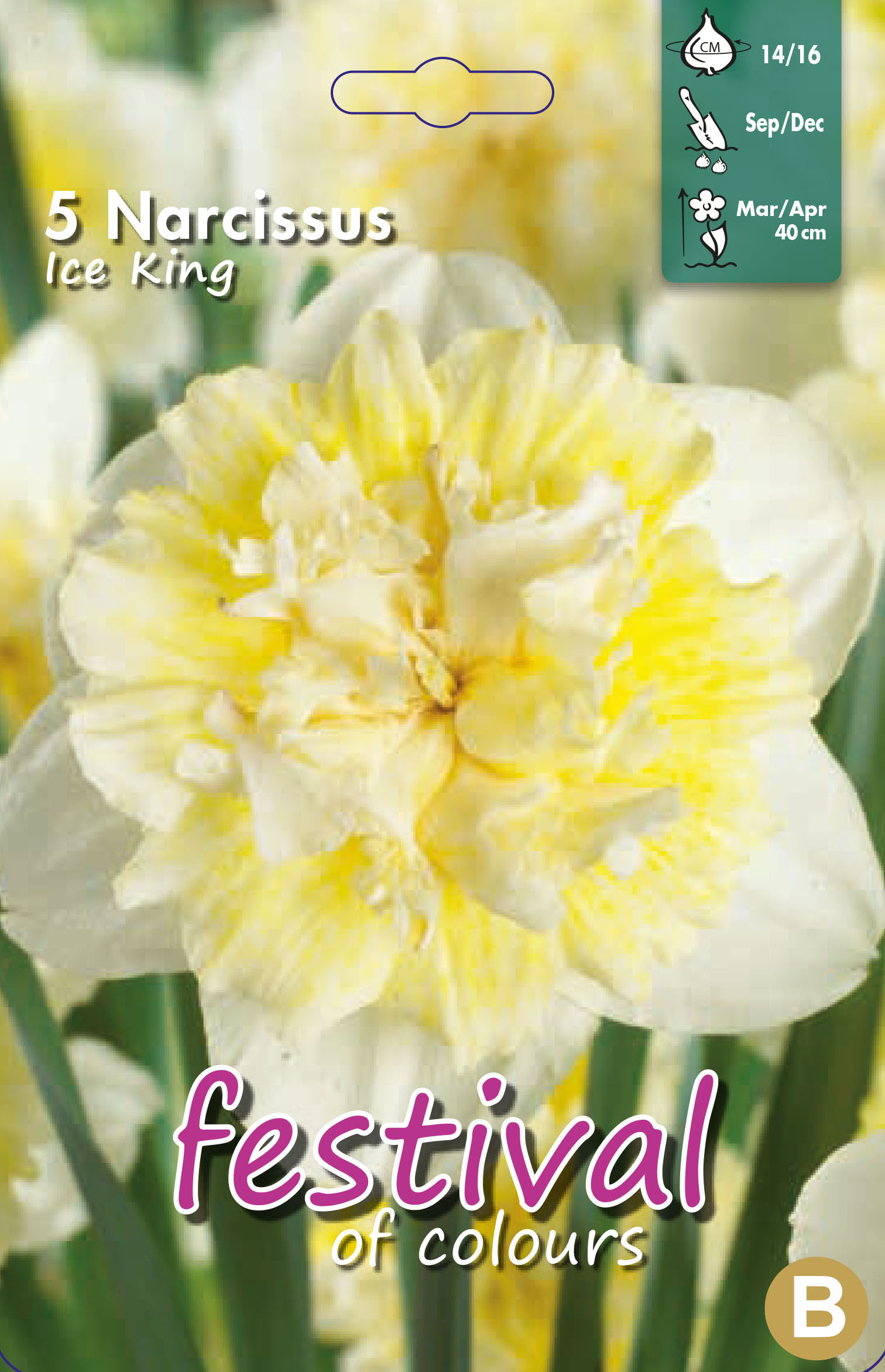 Narcissus 'Ice King'