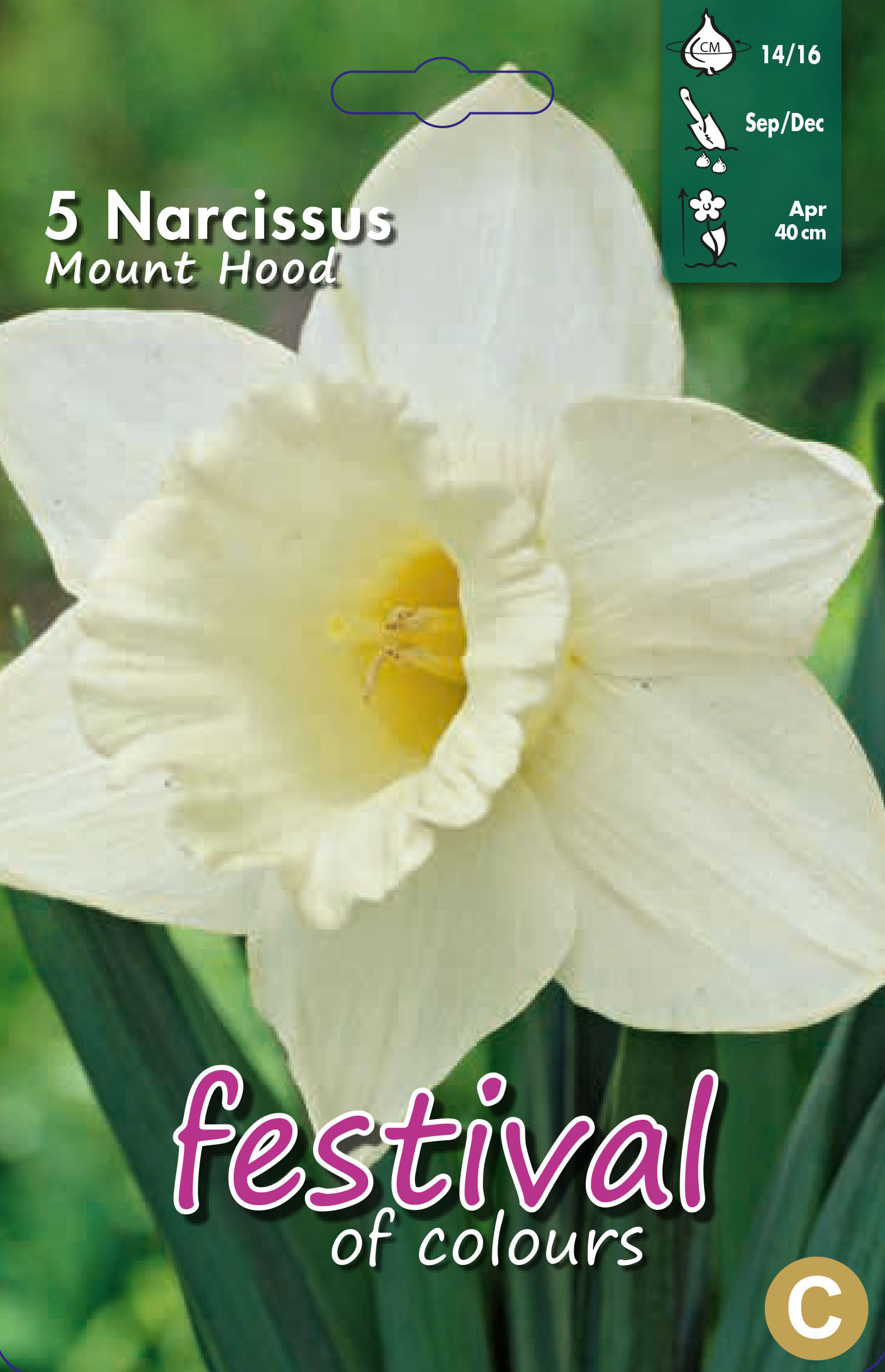 Narcissus 'Mount Hood'