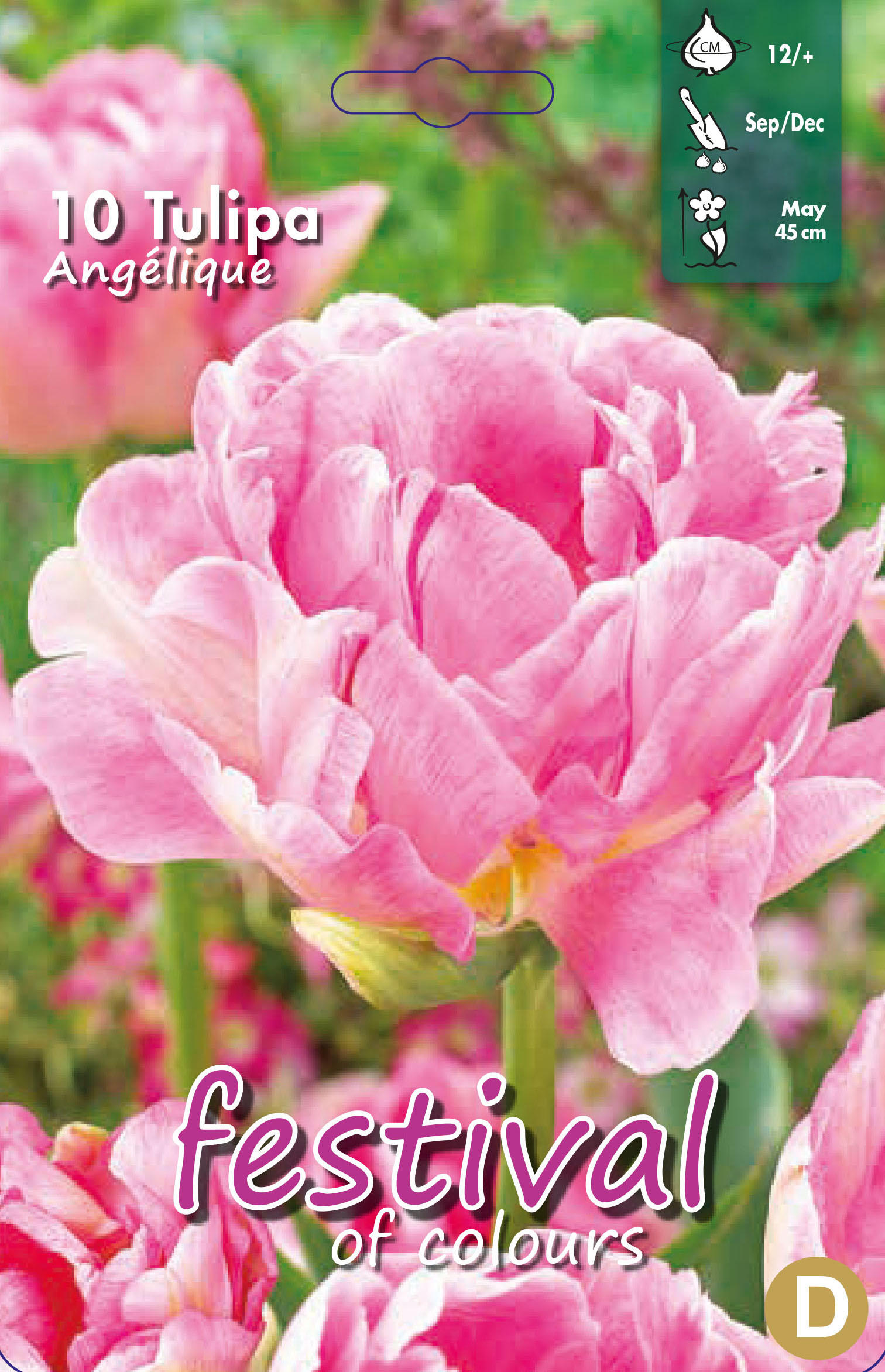 Tulipes 'Angelique'
