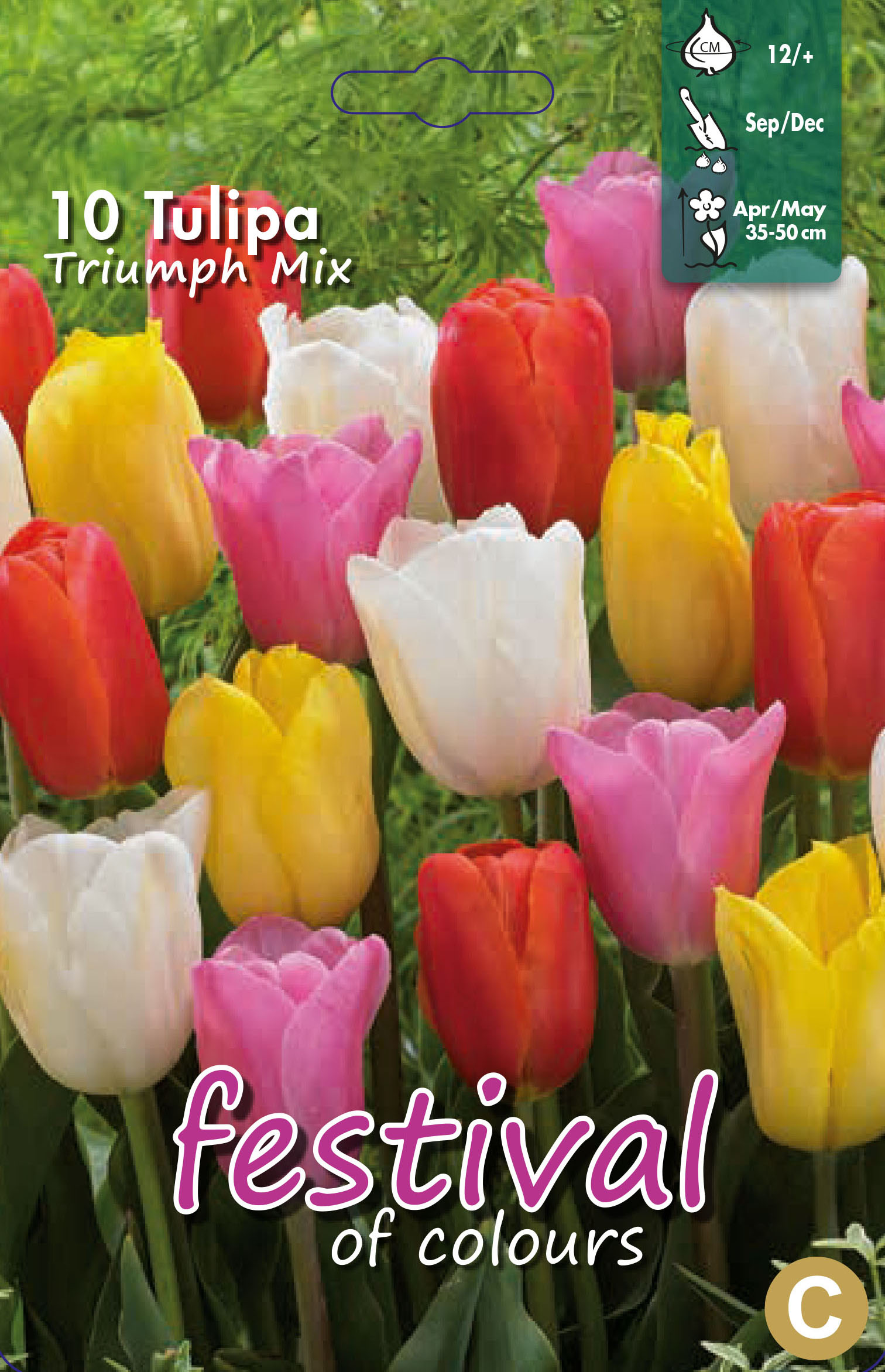 Tulipes 'Triomphe' en mélange