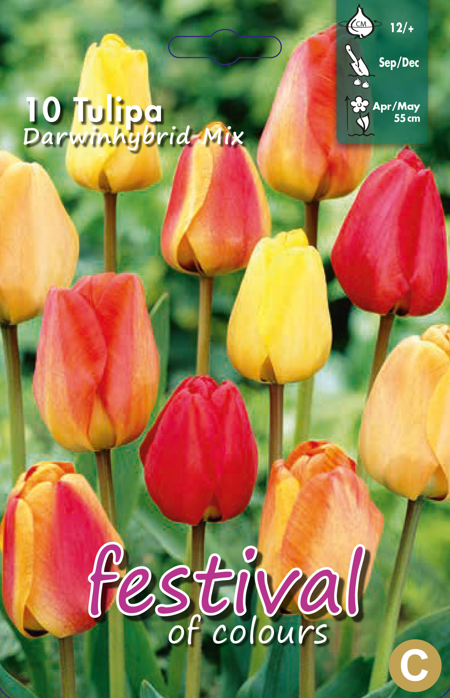 Tulipes 'Super Darwin' en mélange