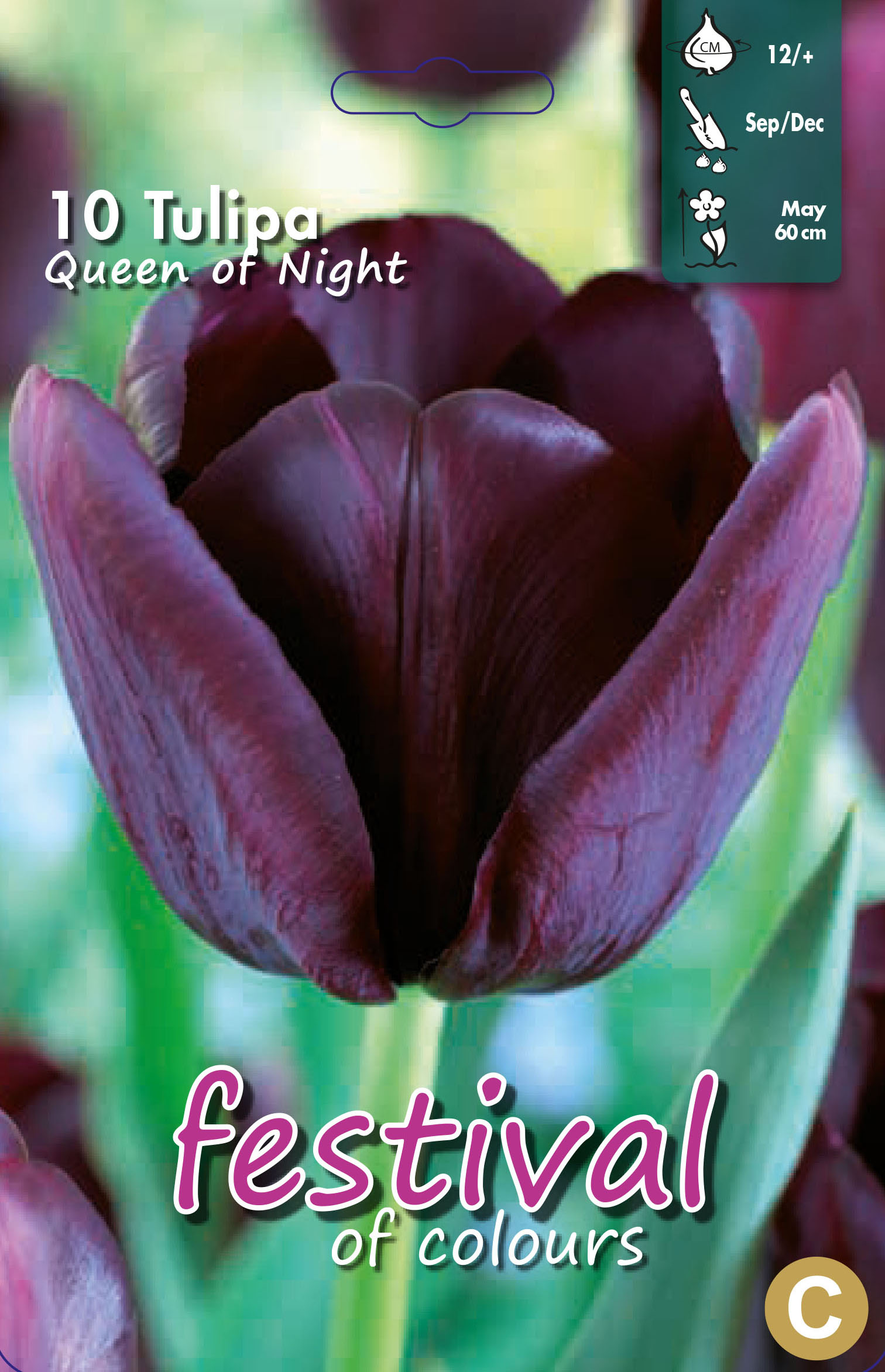 Tulipes 'Reine de la Nuit'