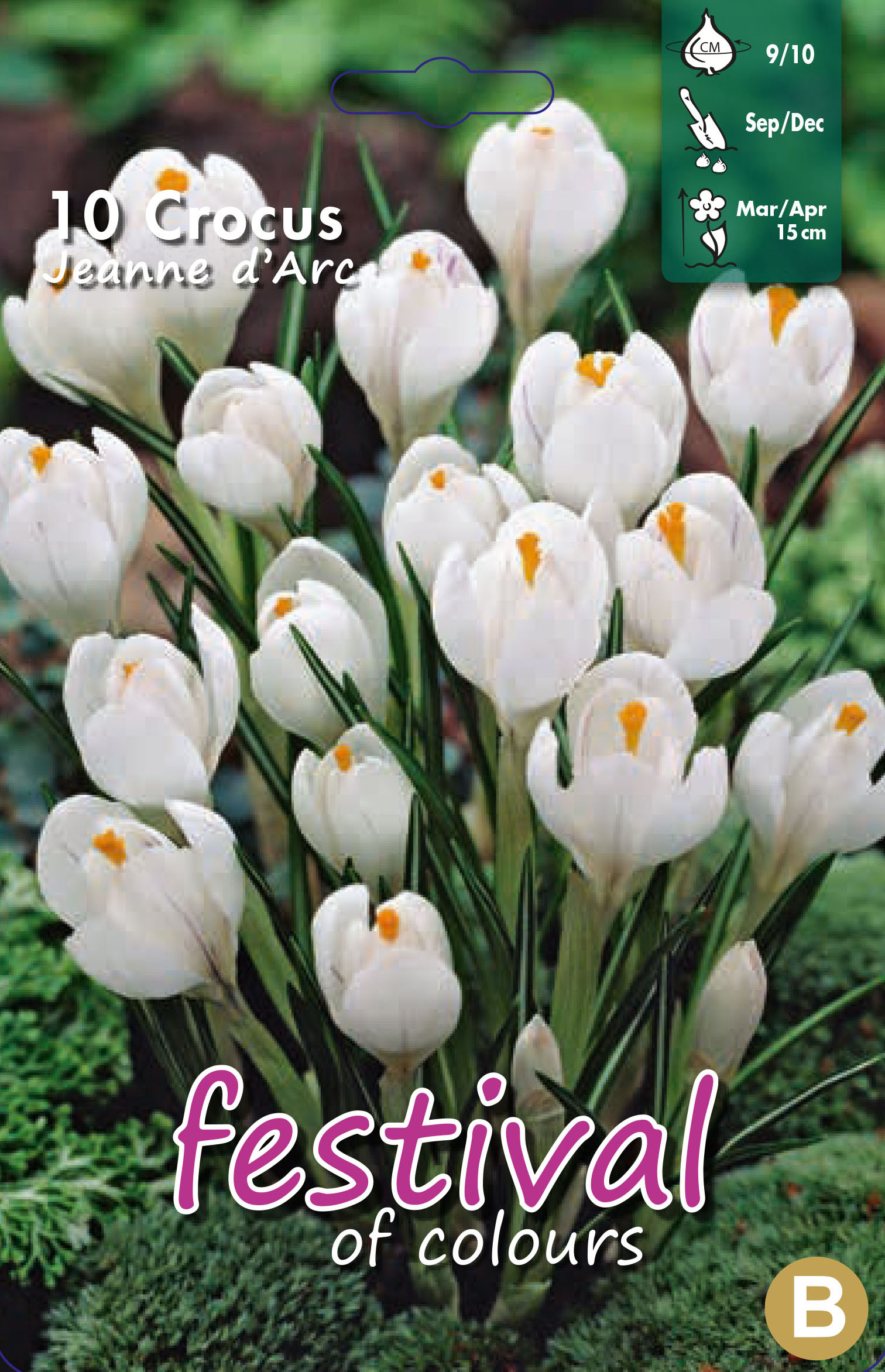 Crocus 'Jeanne D'arc'