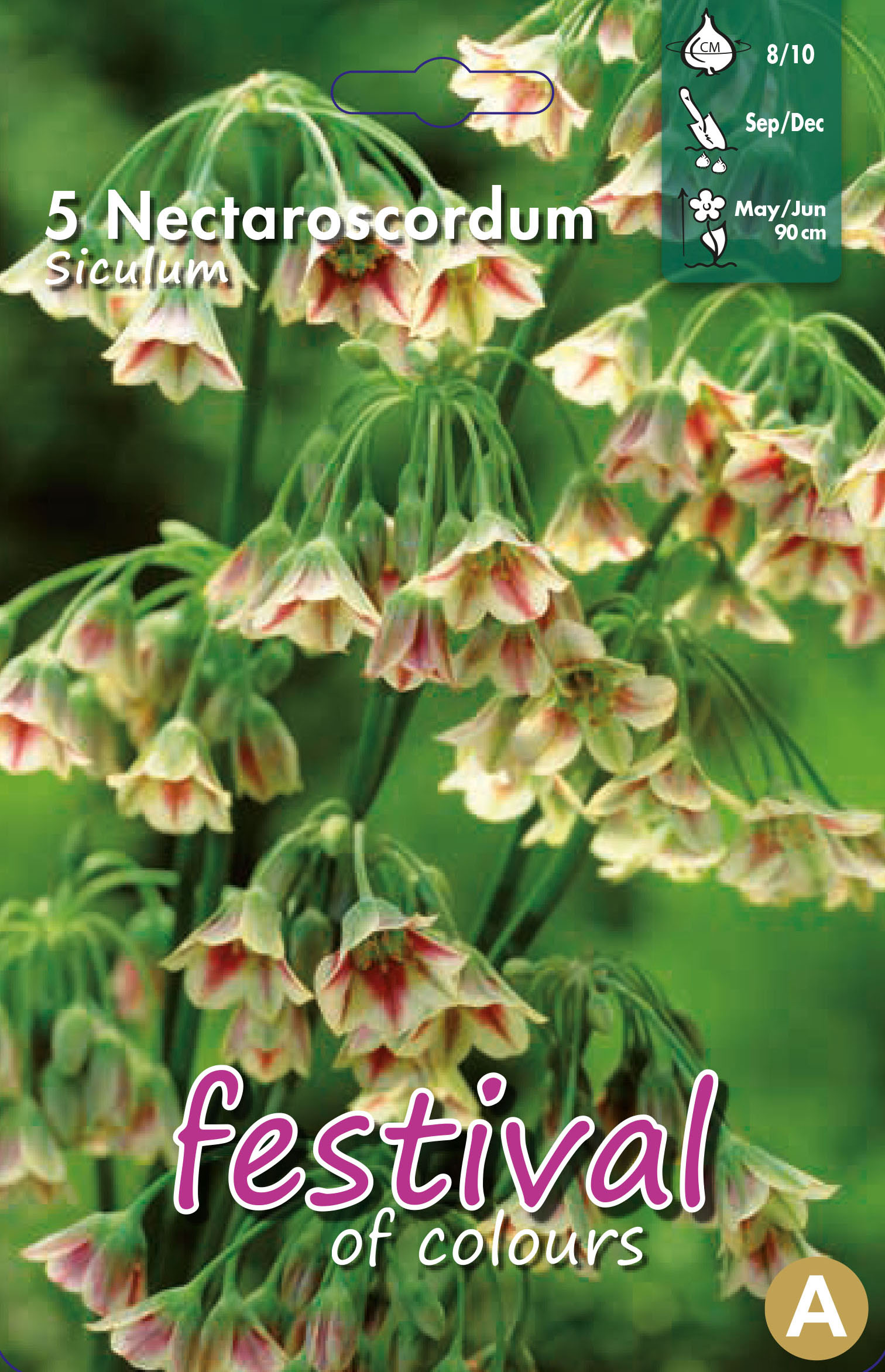 Nectaroscordum siculum