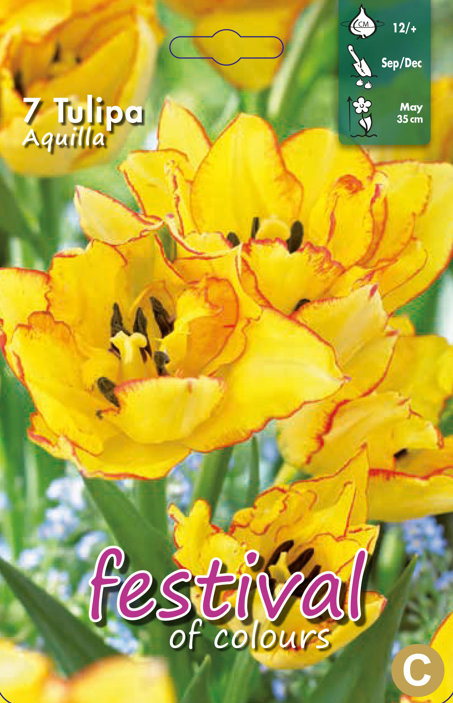 Tulipes 'Aquilla'