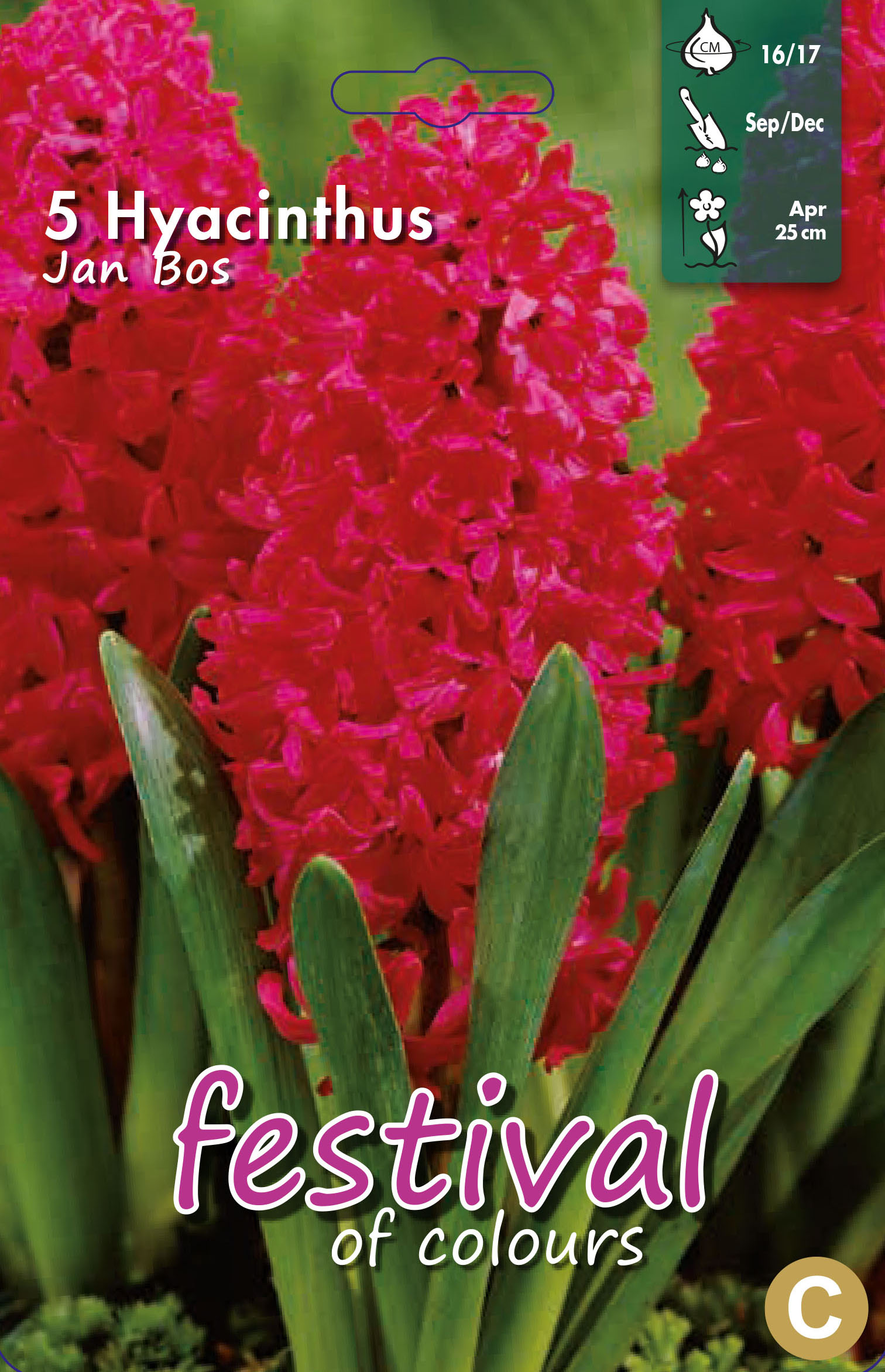 Jacinthes 'Jan Bos'
