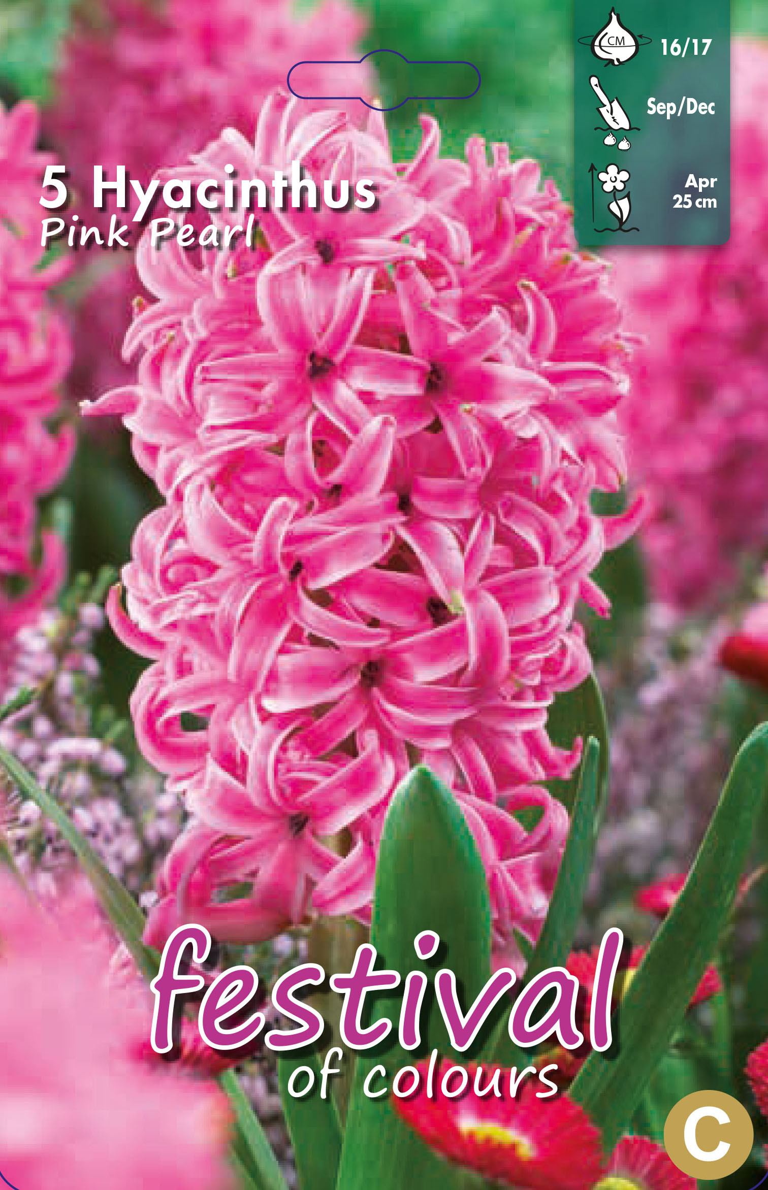 Jacinthes 'Pink Pearl'