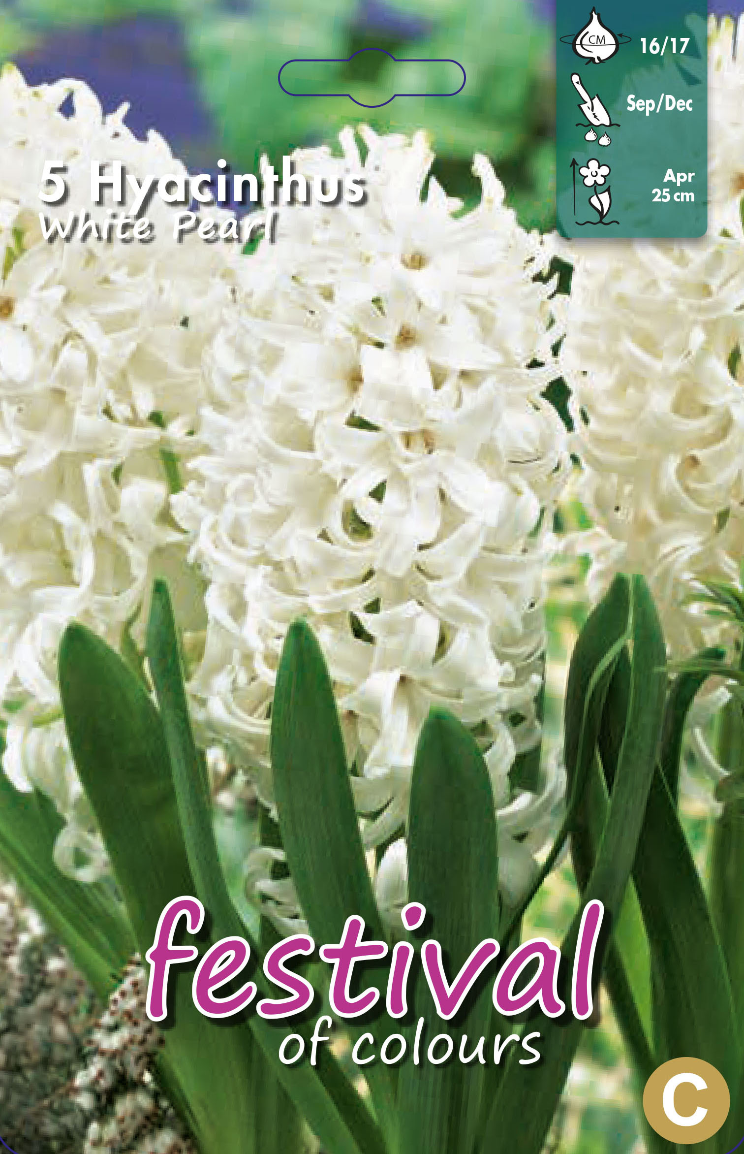 Jacinthes 'White Pearl'