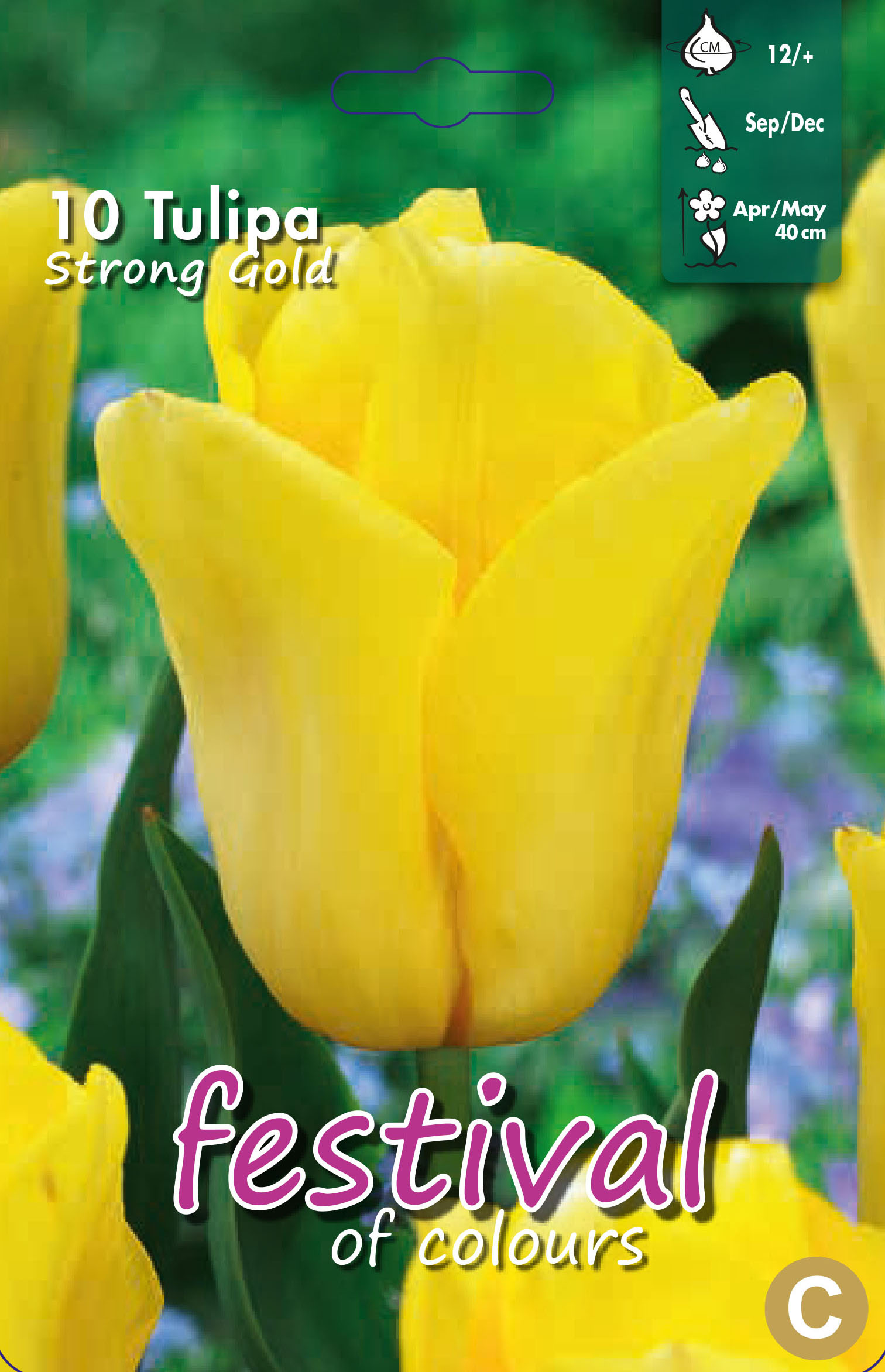 Tulipes 'Strong Gold'