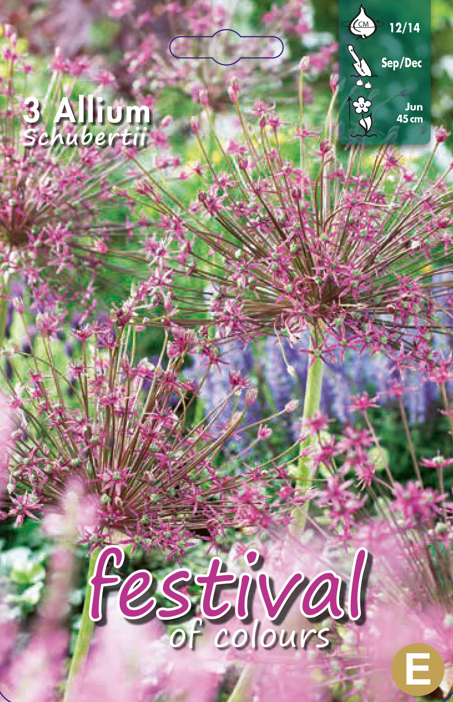 Allium 'Schubertii'