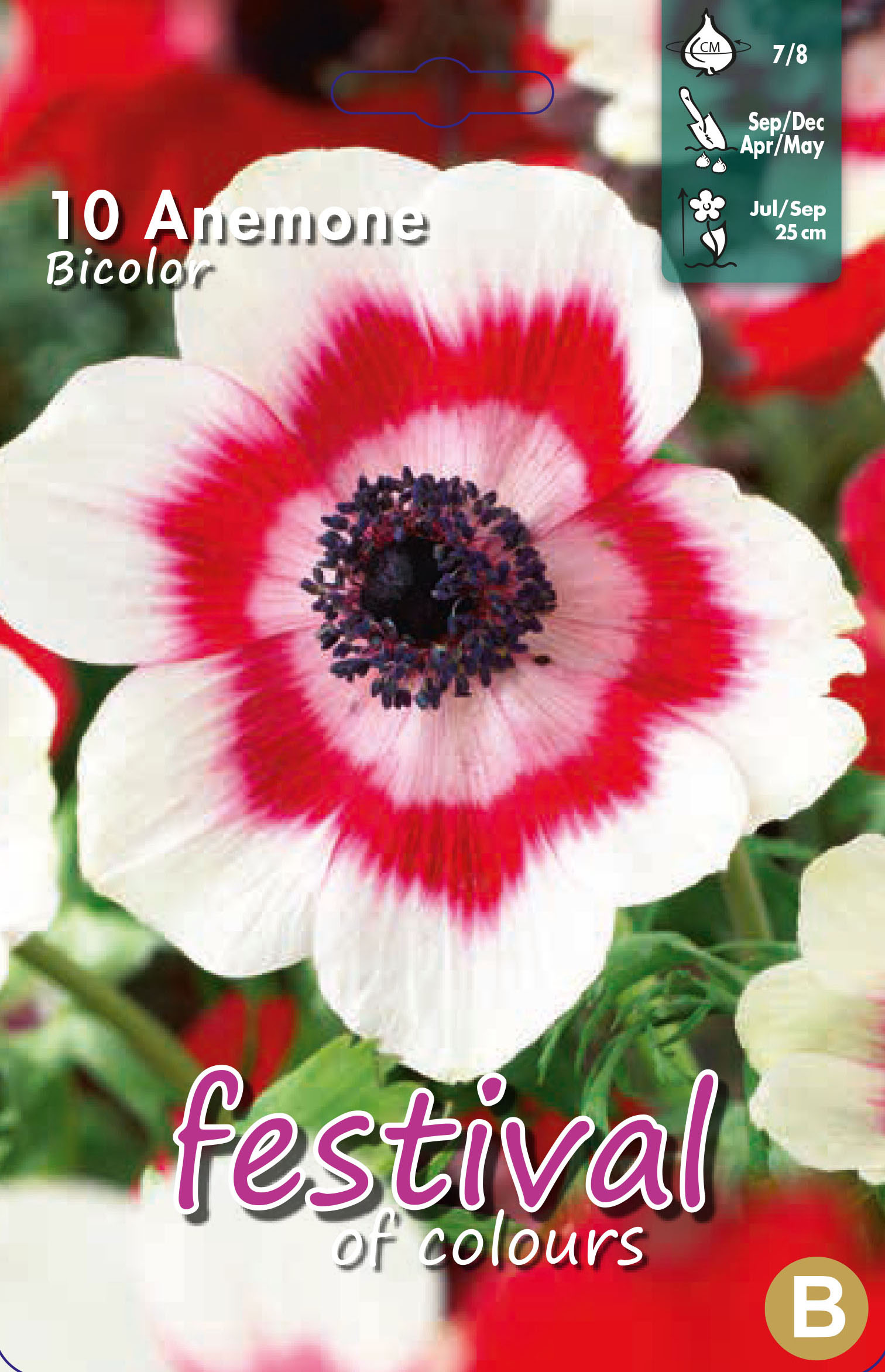 Anemone blanda 'Bicolor'