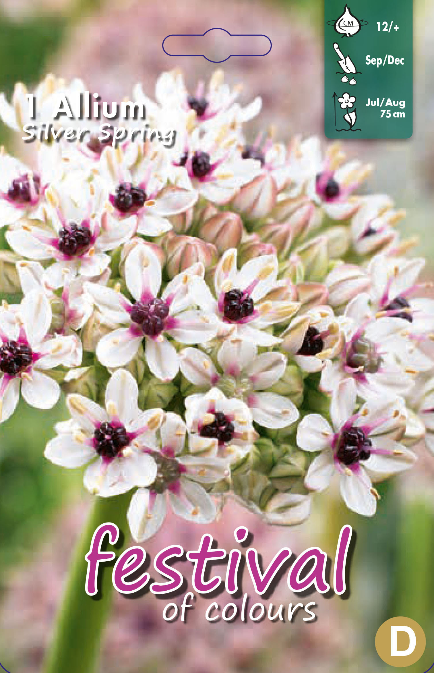 Allium 'Silver Spring'