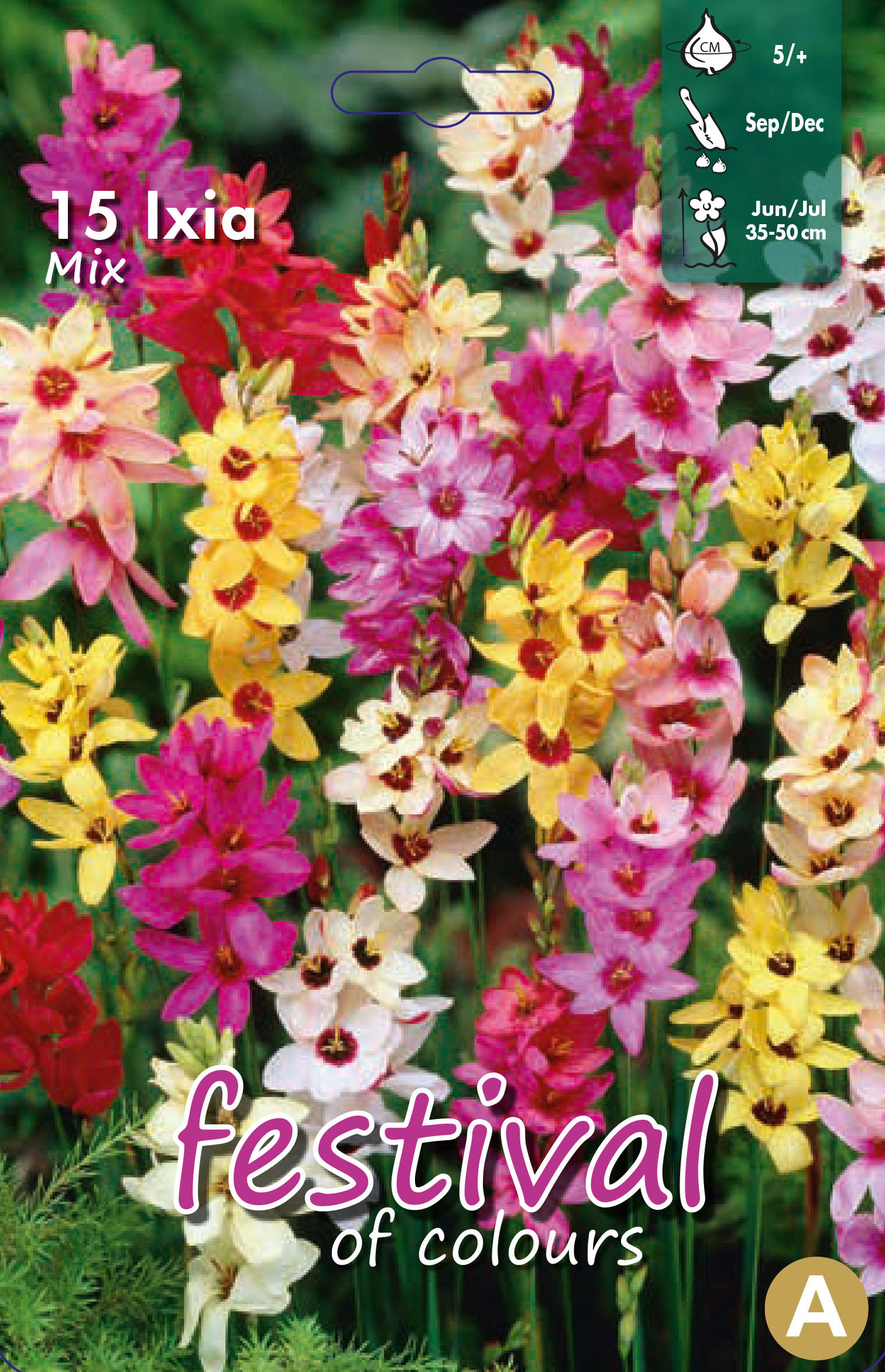 Ixia en Mélange 5/