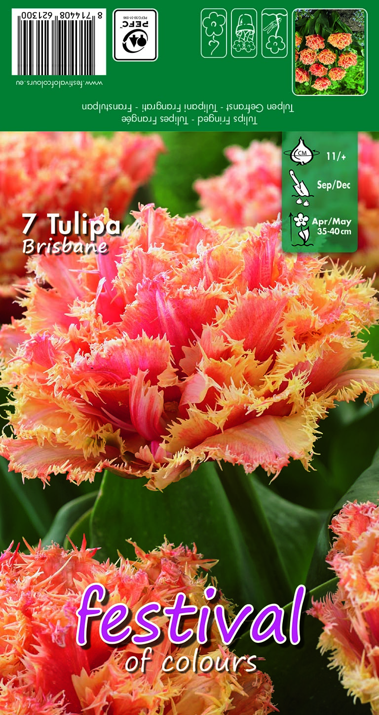 Tulipes Brisbane