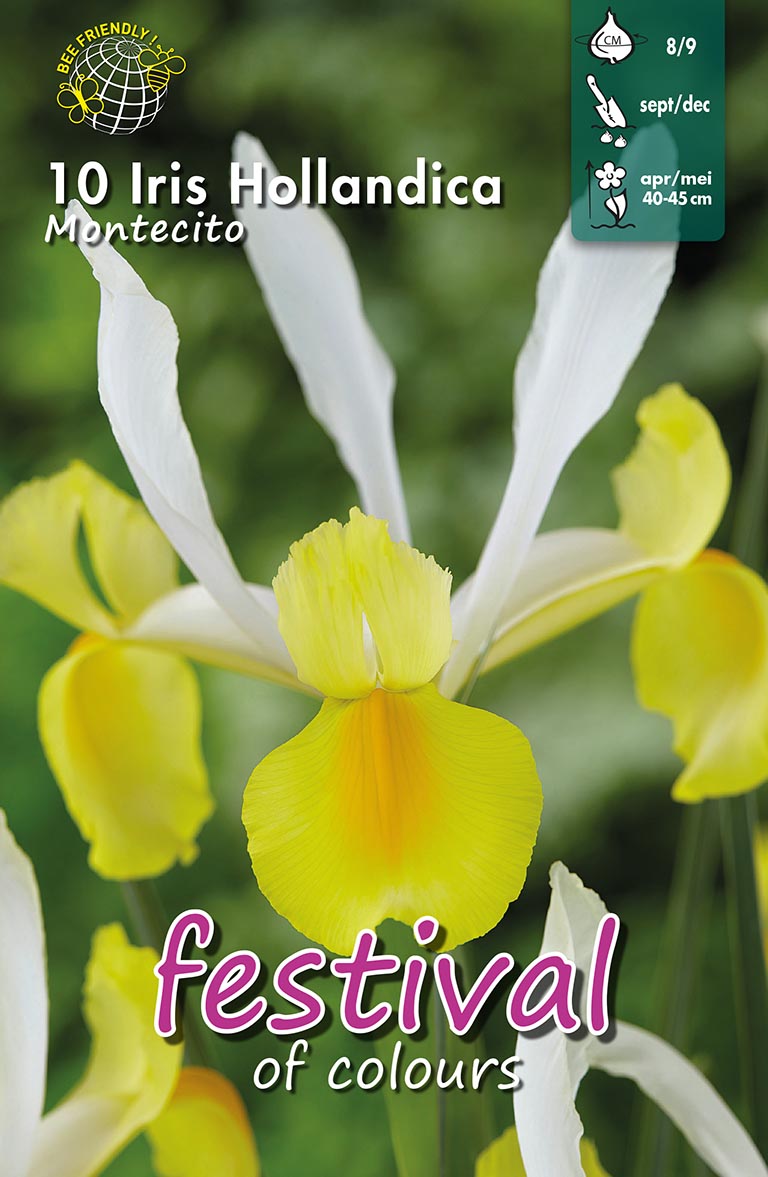 Iris 'Montecito'