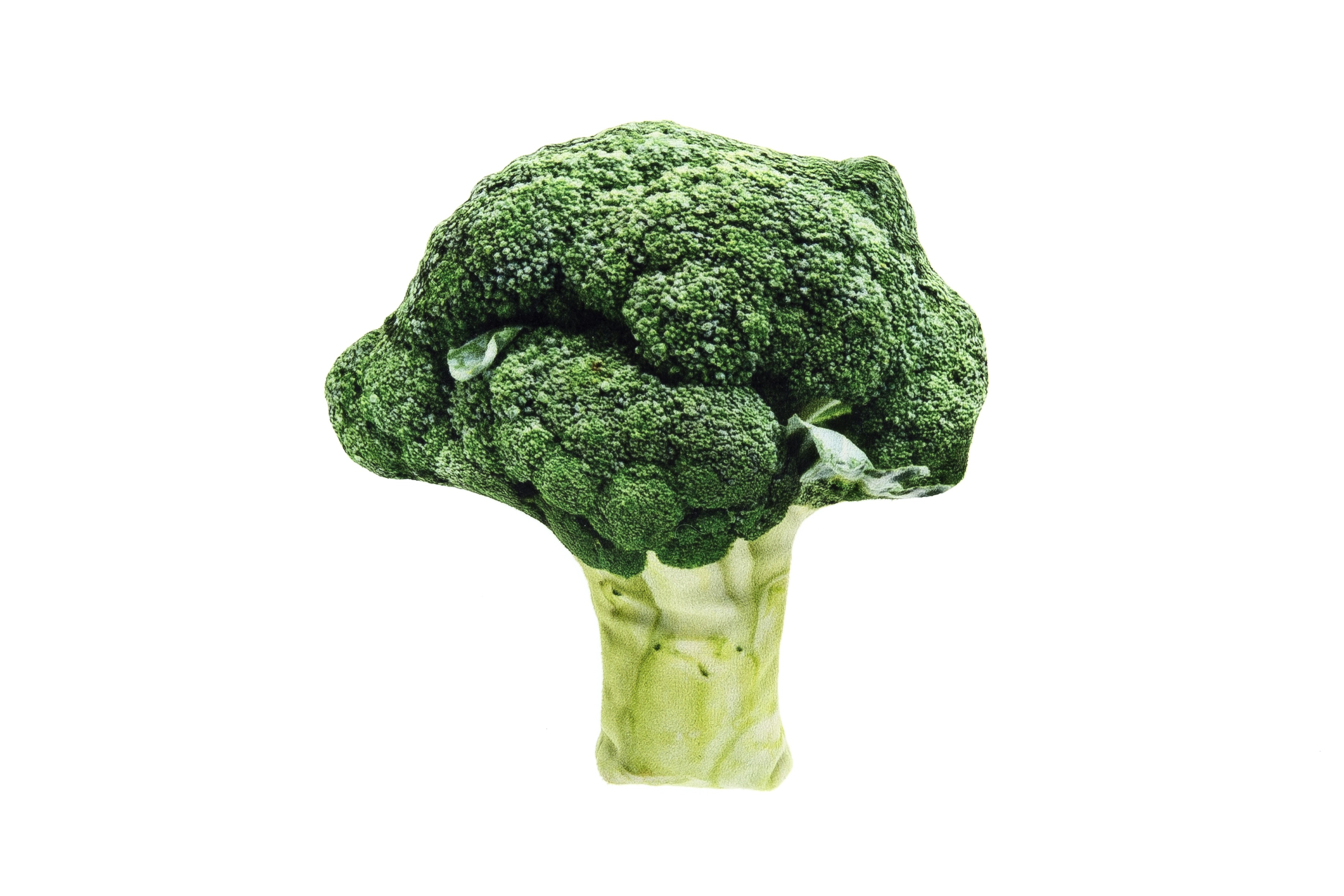 Jouet chat Brocoli Matatabi